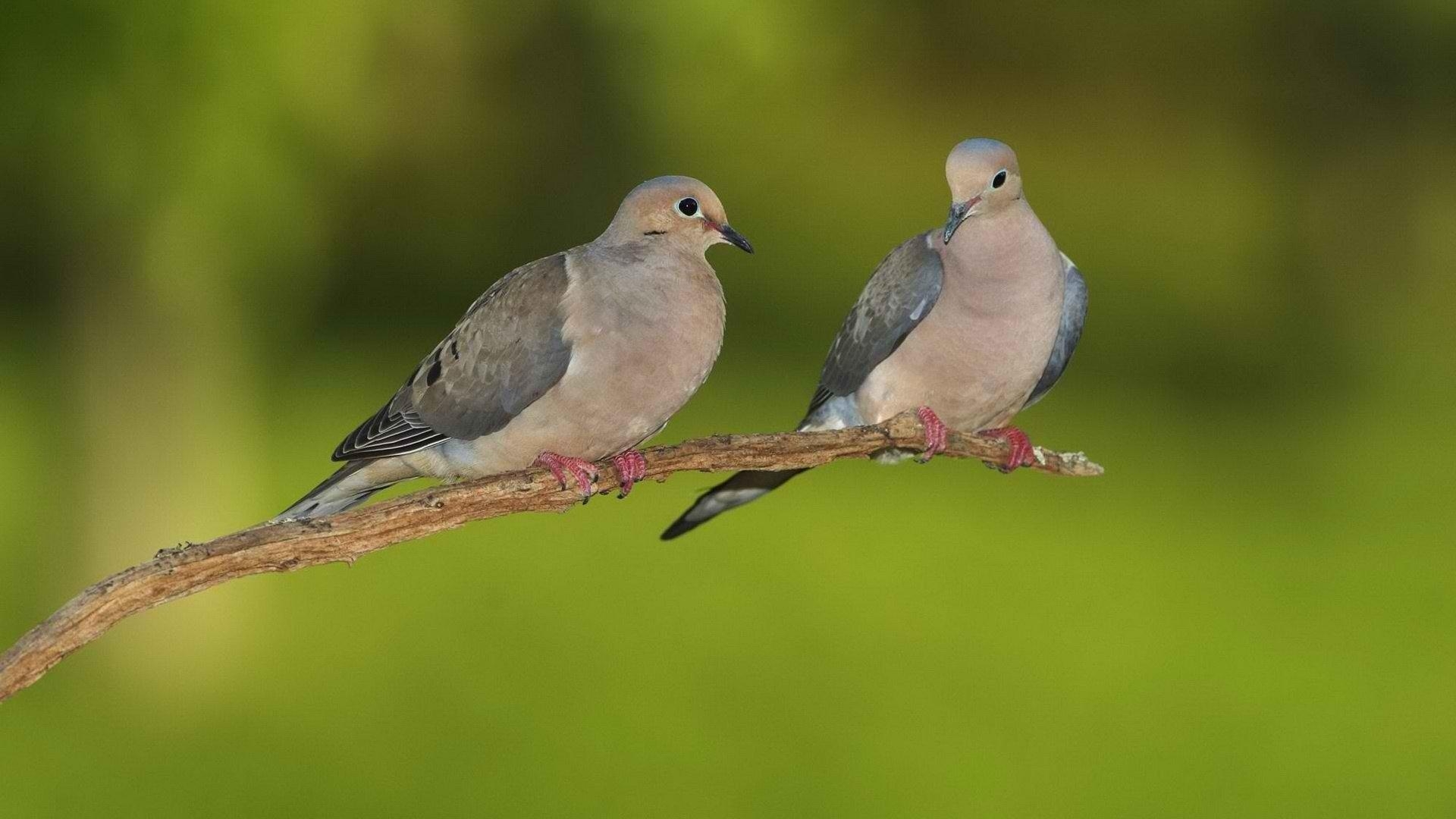 1920x1080 Pigeon HD Wallpaper, Desktop