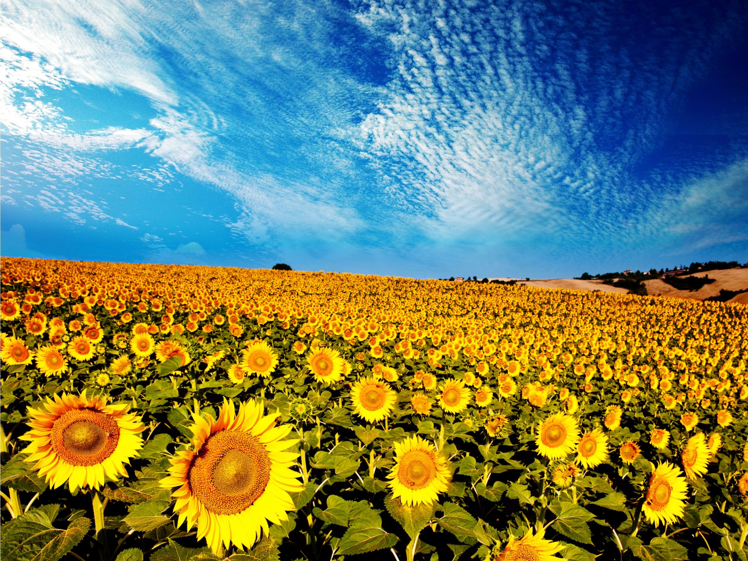 2560x1920 Sunflowers Scenery, Desktop