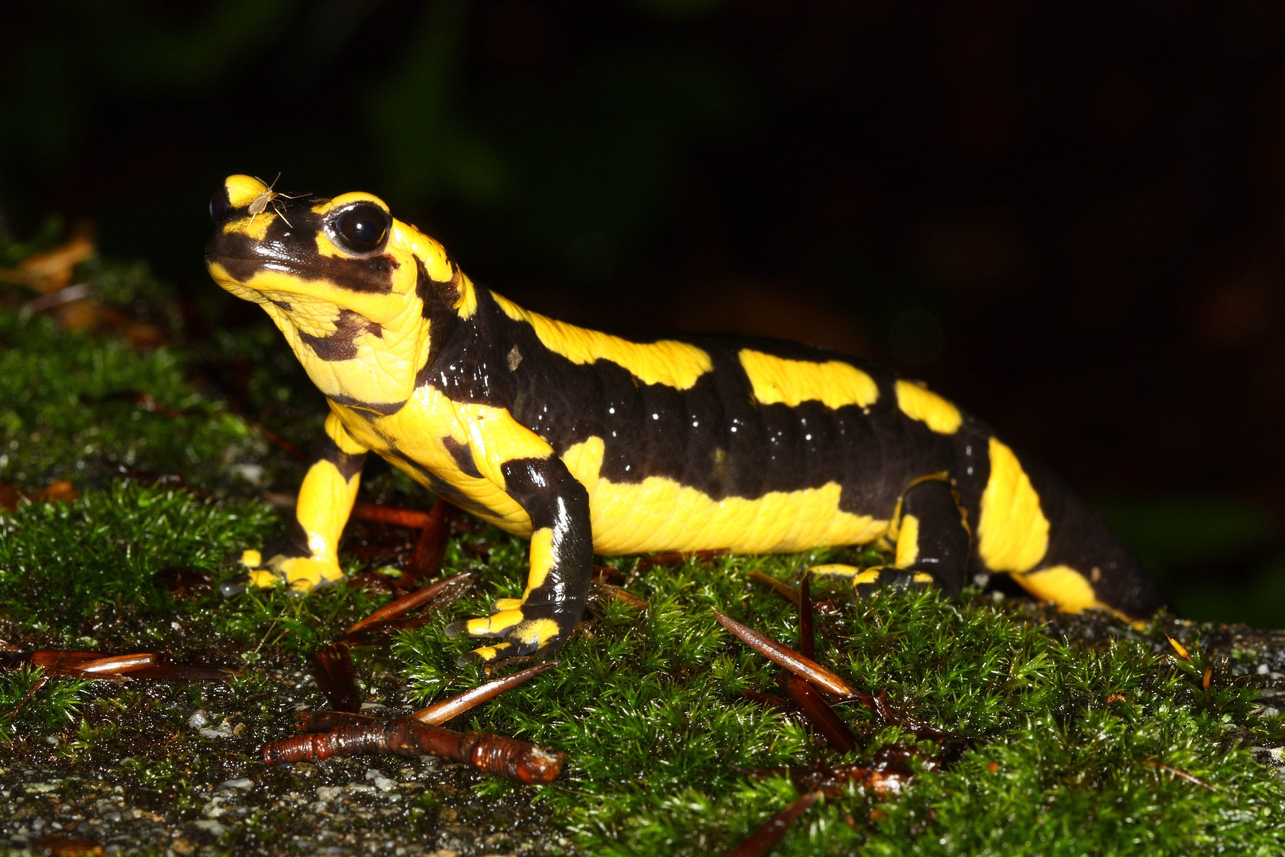 4280x2850 Computer Wallpaper, Desktop Background Salamander, 9946.93, Desktop