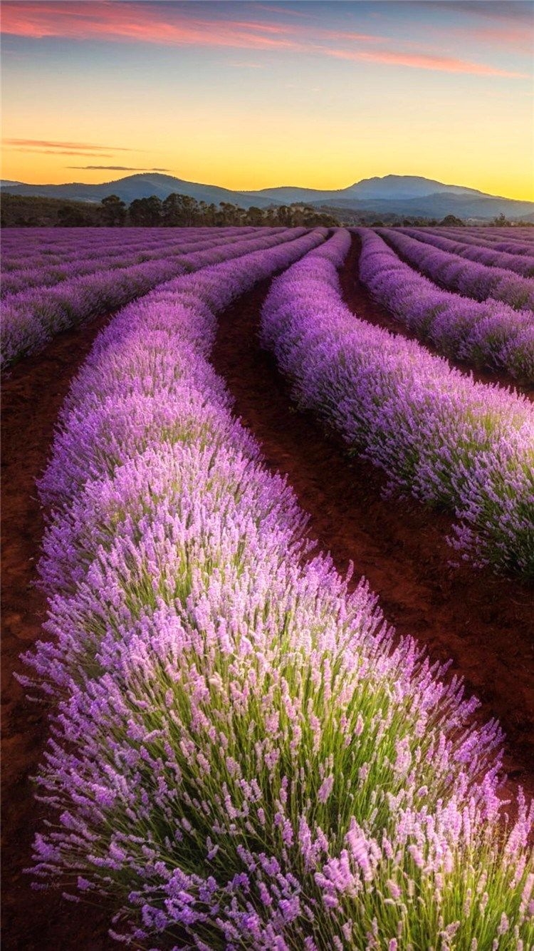 750x1340 Lavender Farming Land Wonderful Fariy #iPhone #plus #wallpaper. Lavender fields, Landscape, Beautiful nature, Phone