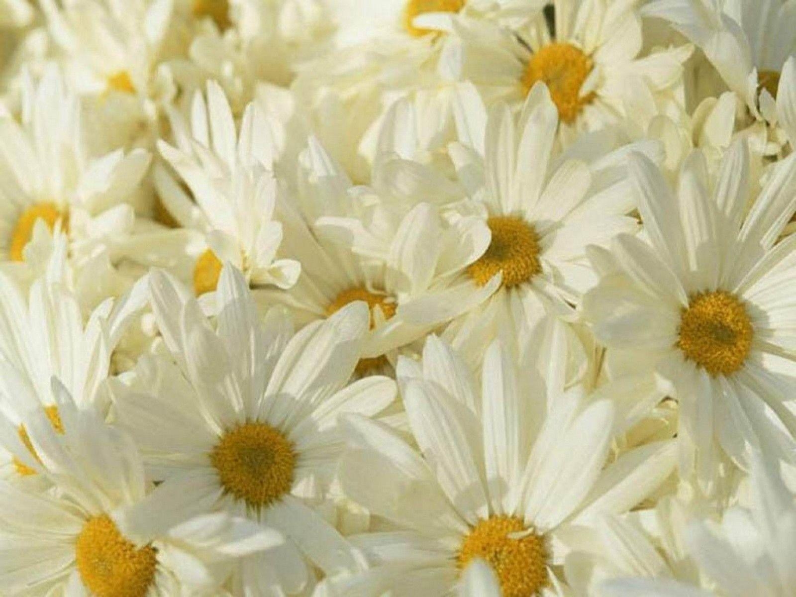 1600x1200 Daisy Flower Wallpaper 1, Desktop