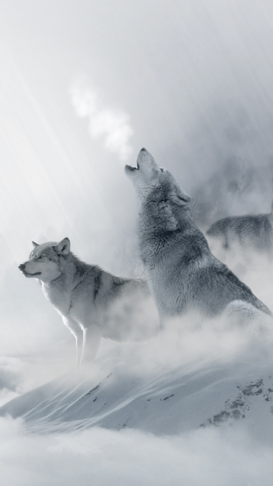 1080x1920 Winter Animal Wolf Phone Wallpaper, Phone