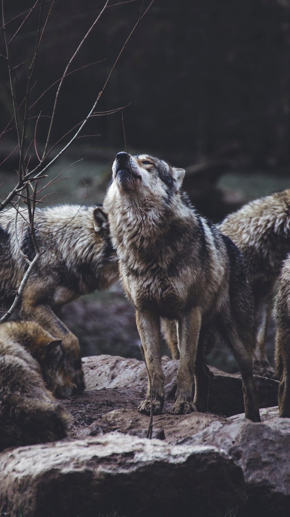 940x1670 Download wallpaper  wolves, predators, flock, Phone