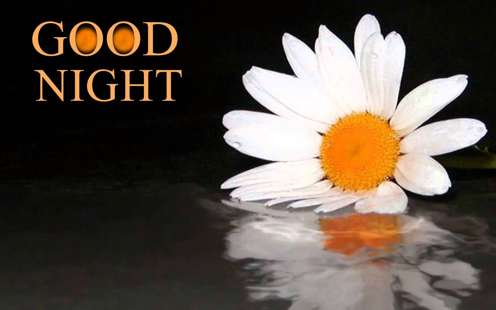 1600x1000 Good Night Flowers Image Free Download, Picture, Desktop