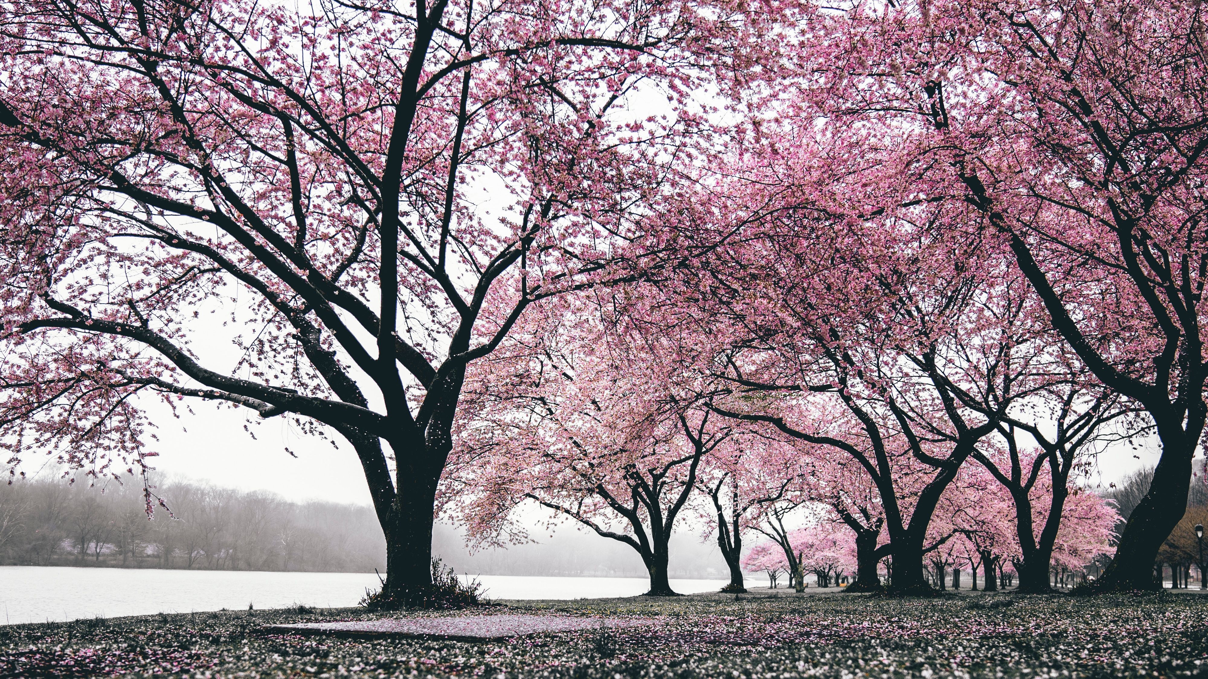 4000x2250 Cherry Blossoms Trees 4k, HD Nature, 4k Wallpaper, Image, Background, Photo and Picture, Desktop