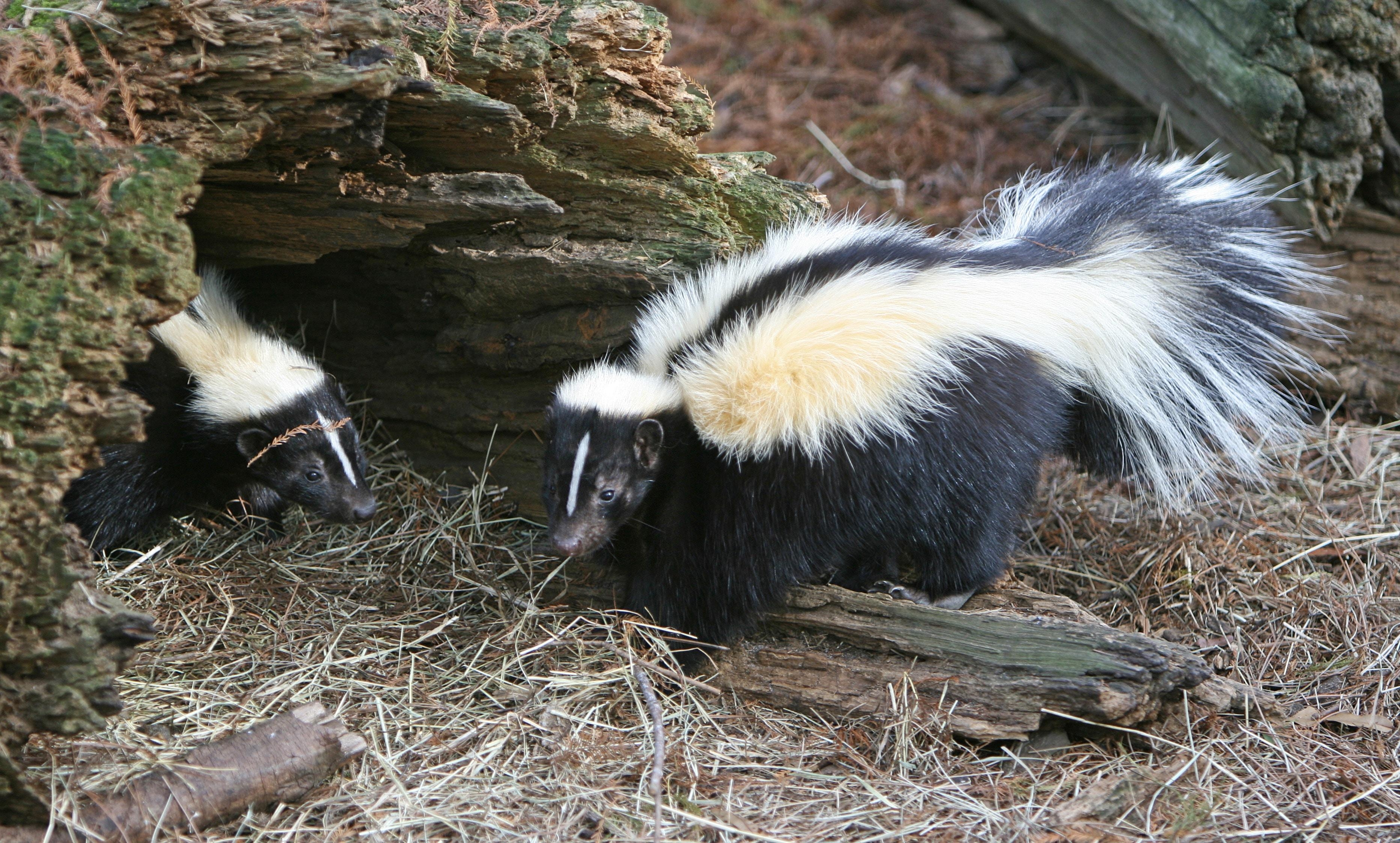 3730x2250 Skunk Picture. Download Free Image, Desktop