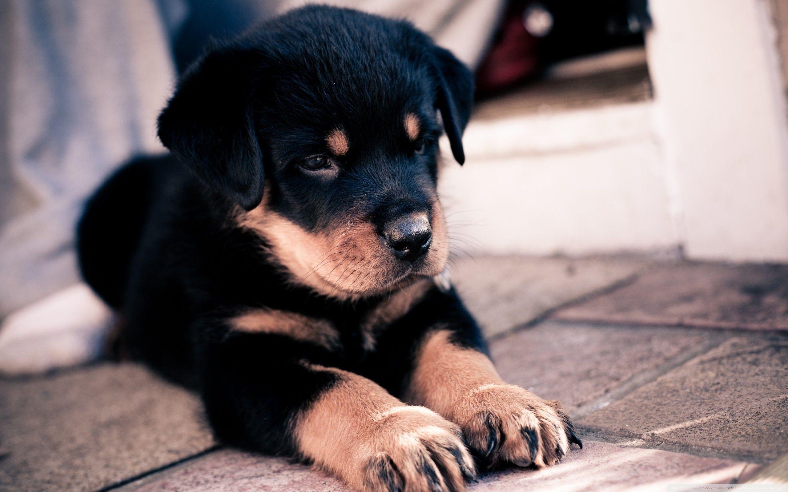 2560x1600 Cute Rottweiler Puppy HD desktop wallpaper, High Definition, Desktop