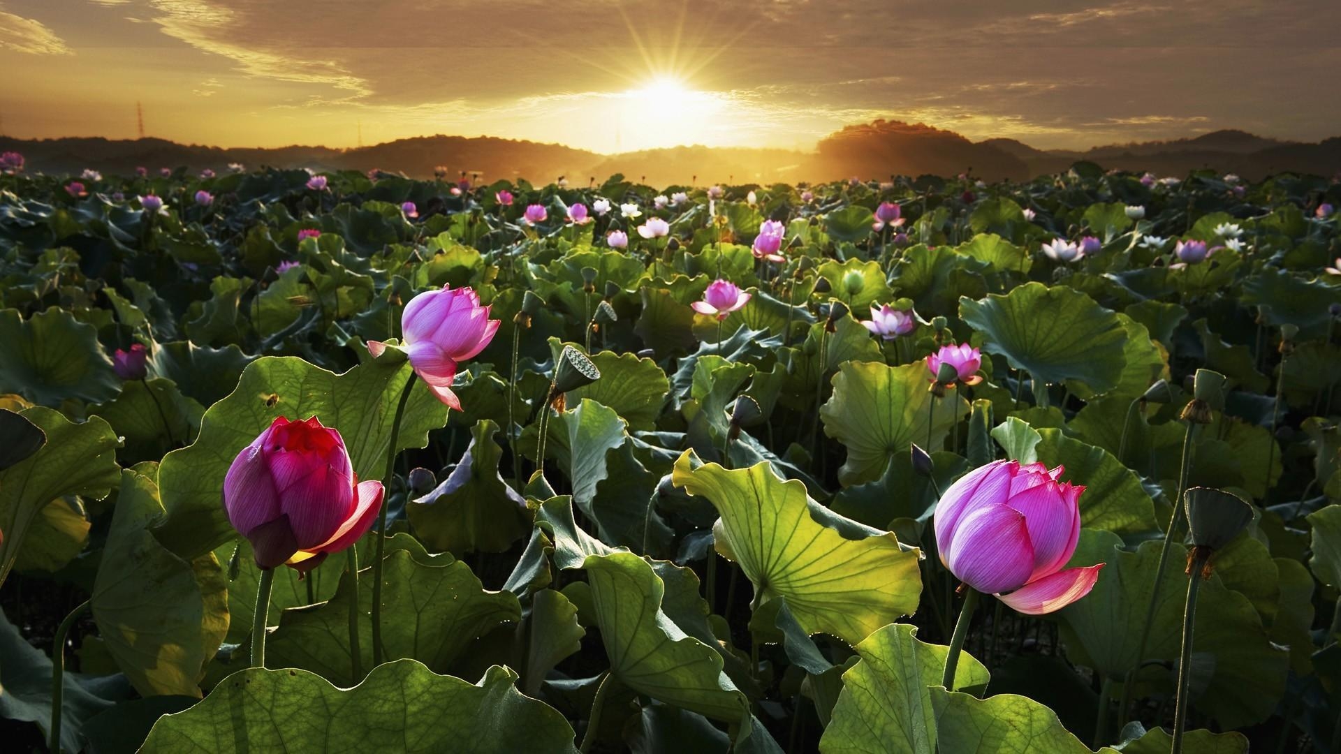 1920x1080 Fields flowers landscapes lotus flower wallpaper, Desktop