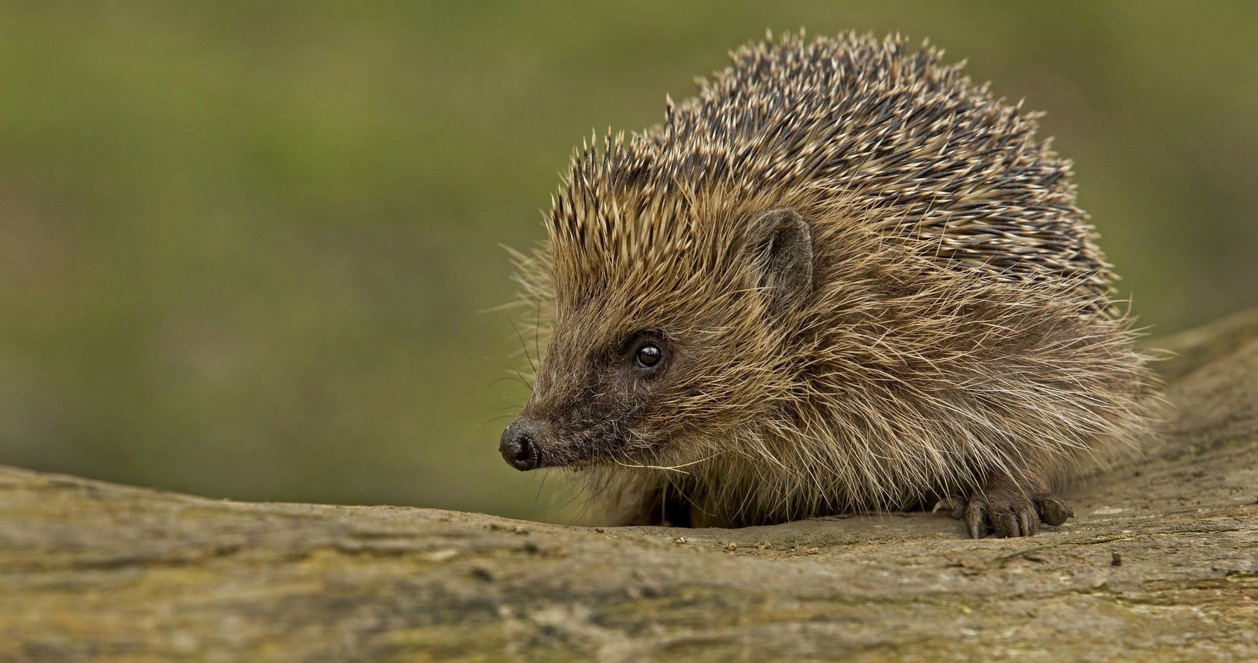 4100x2160 hedgehog 4k ultra HD wallpaper. ololoshenka, Desktop