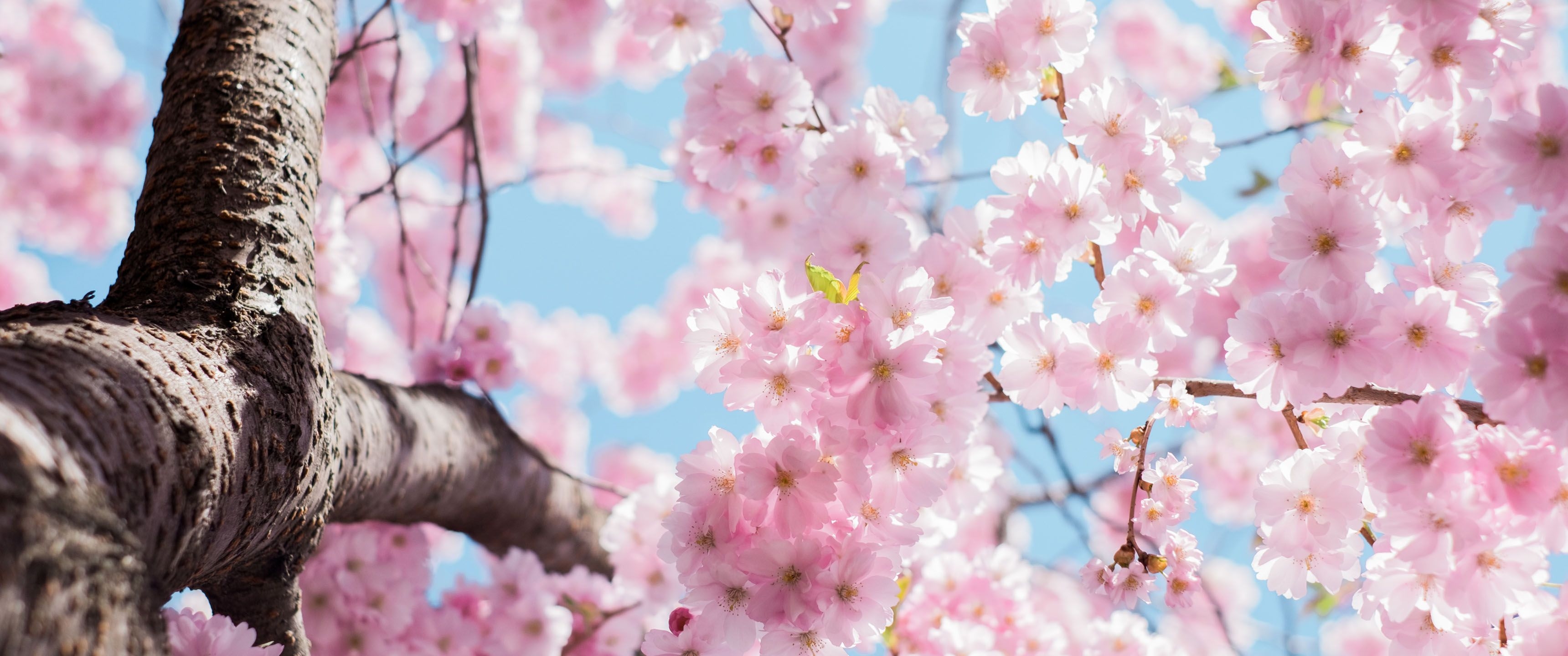 3440x1440 Cherry Blossom Season 21:9 Wallpaper. Ultrawide Monitor 21:9 Wallpaper, Dual Screen