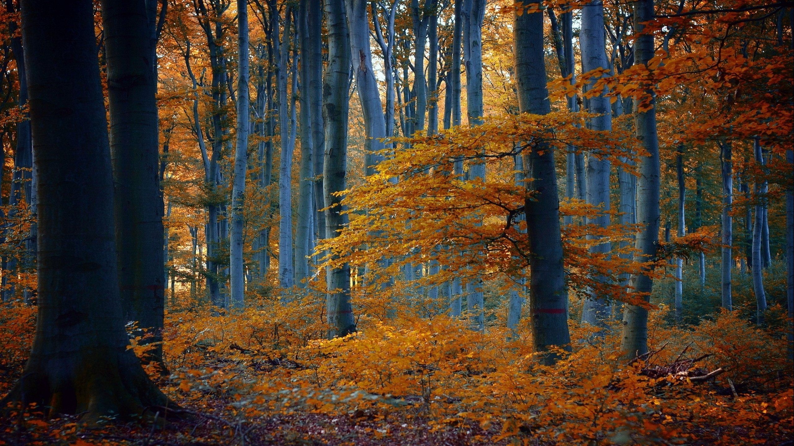 2560x1440 Forest tree landscape nature autumn road path trail wallpaperx1440, Desktop