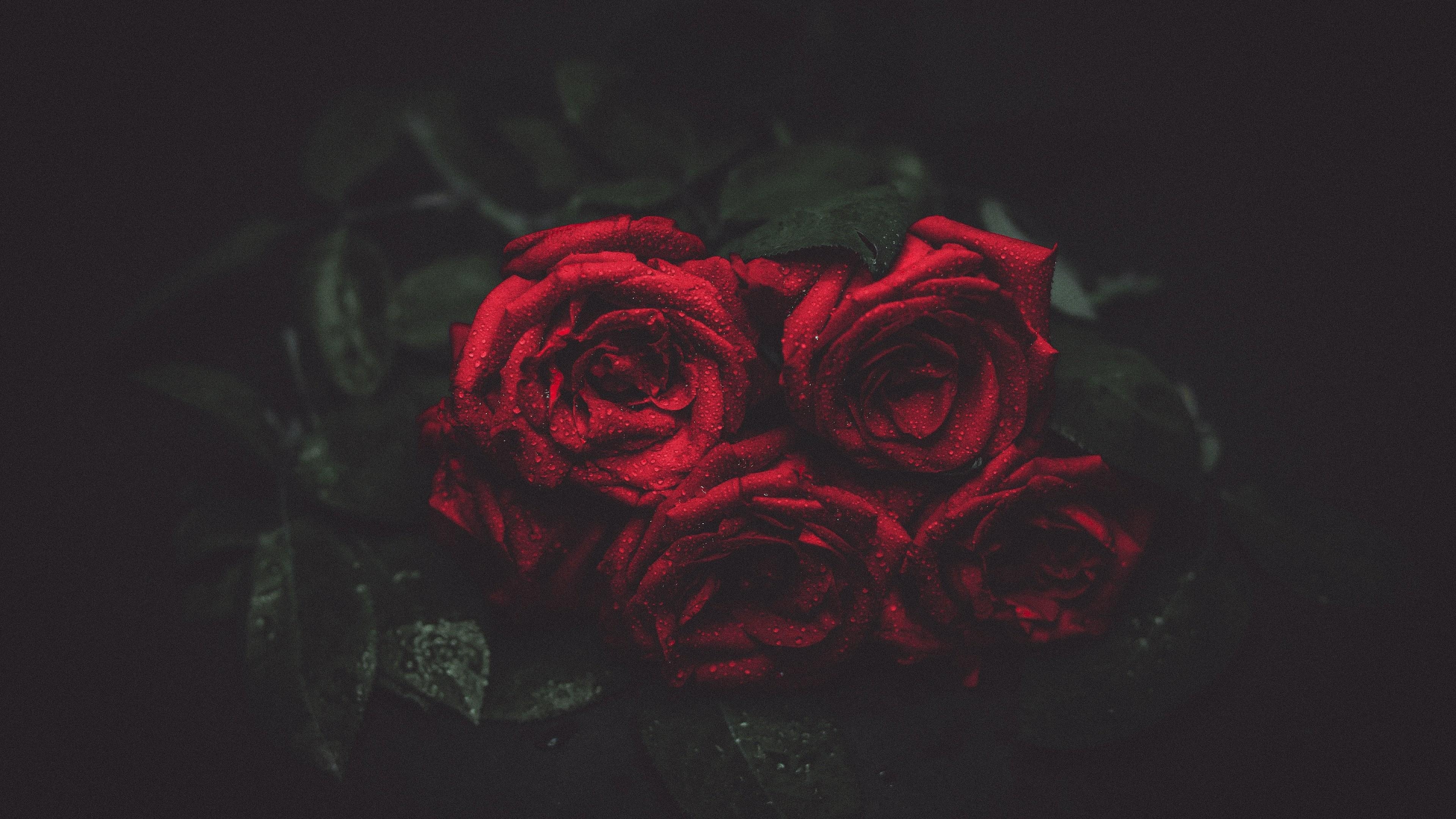 3840x2160 Red Rose Wallpaper, Desktop