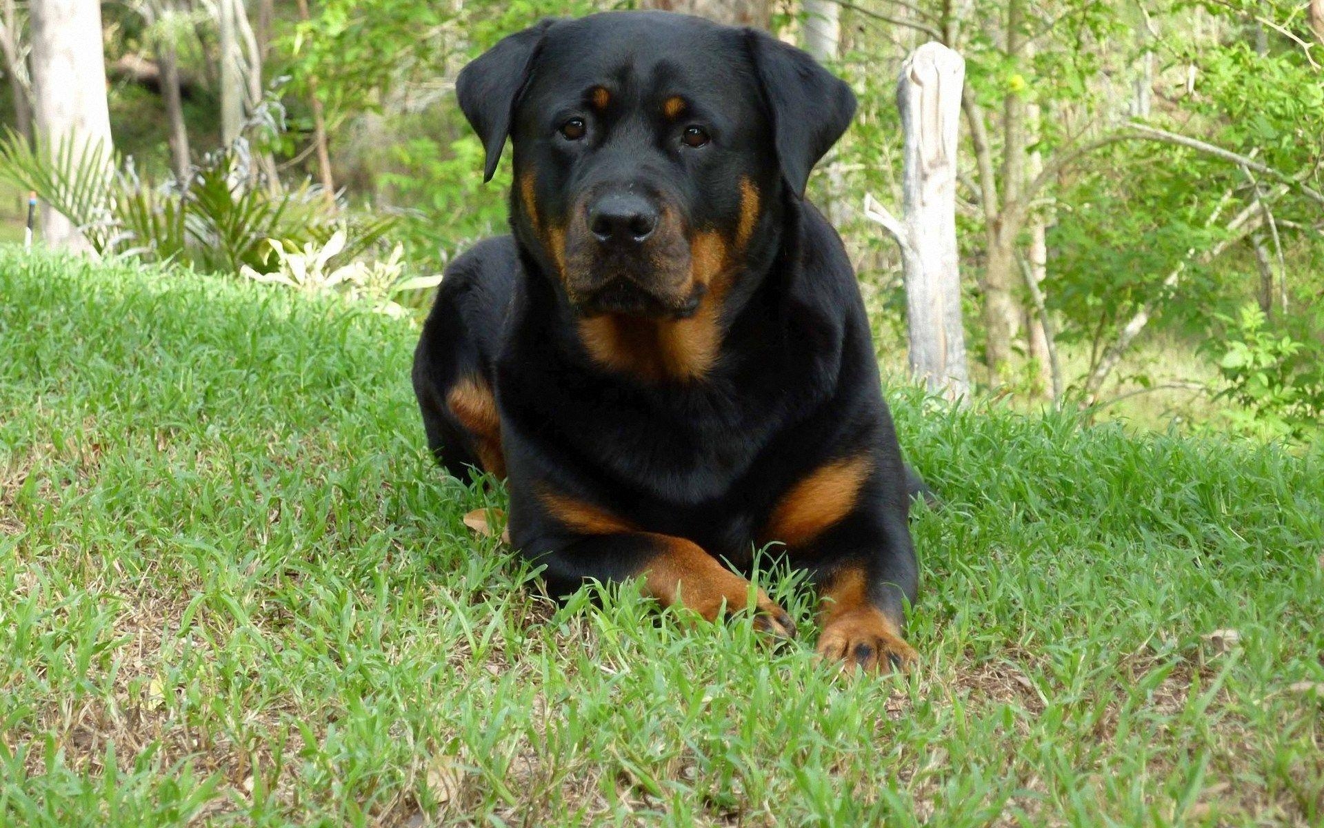 1920x1200 Rottweiler HD Background Wallpaper 37 HD Wallpaper, Desktop