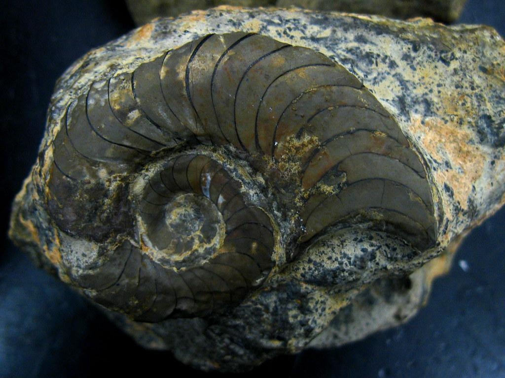 1030x770 Nautiloid. from Maclarty limestone, Desktop