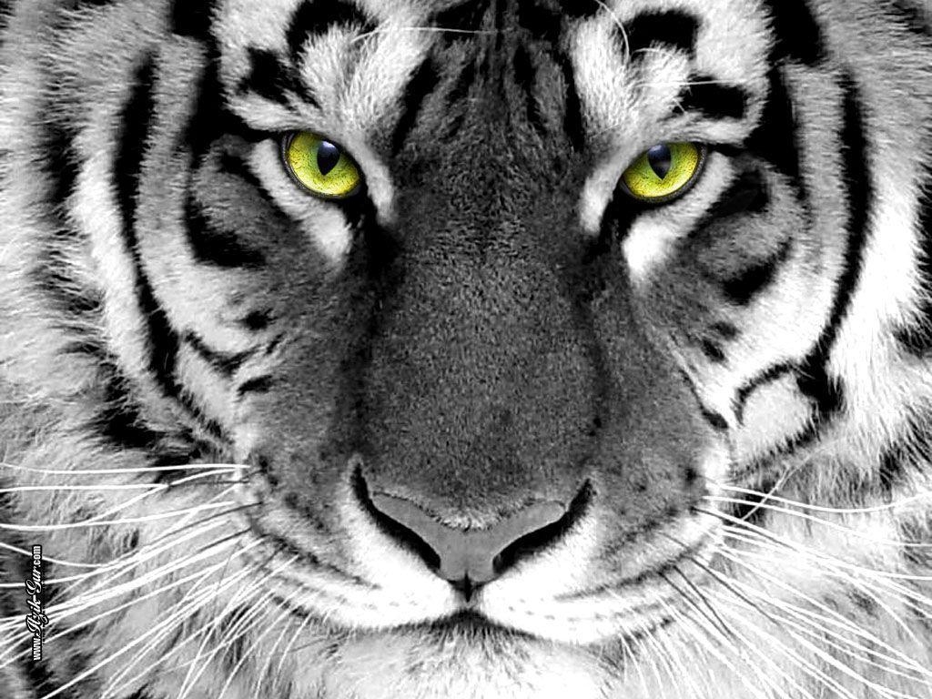 1030x770 Tiger Wallpaper, Desktop