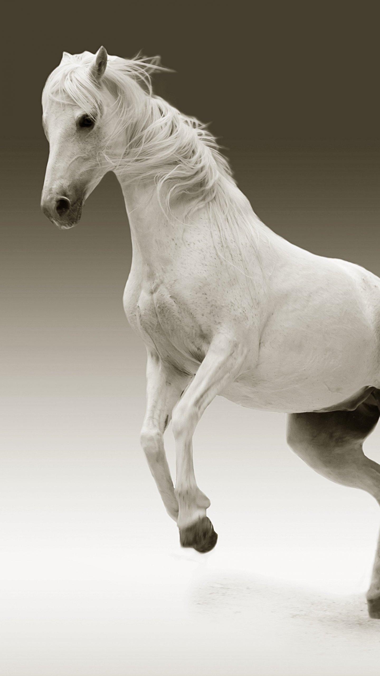 1440x2560 White Horse Horse Wallpaper For Mobile, Download, Phone