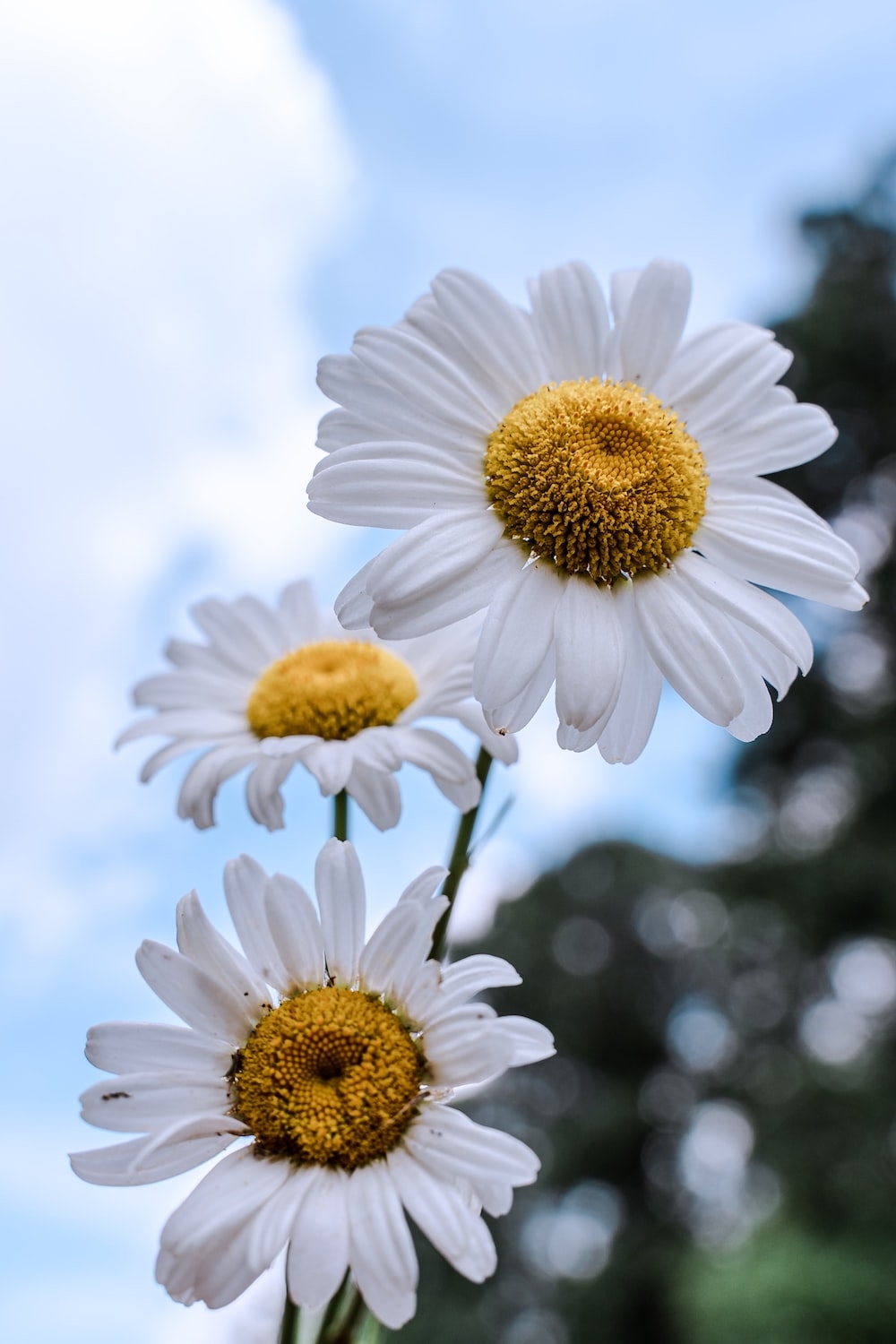 1000x1500 Daisy Flower Picture. Download Free Image, Phone