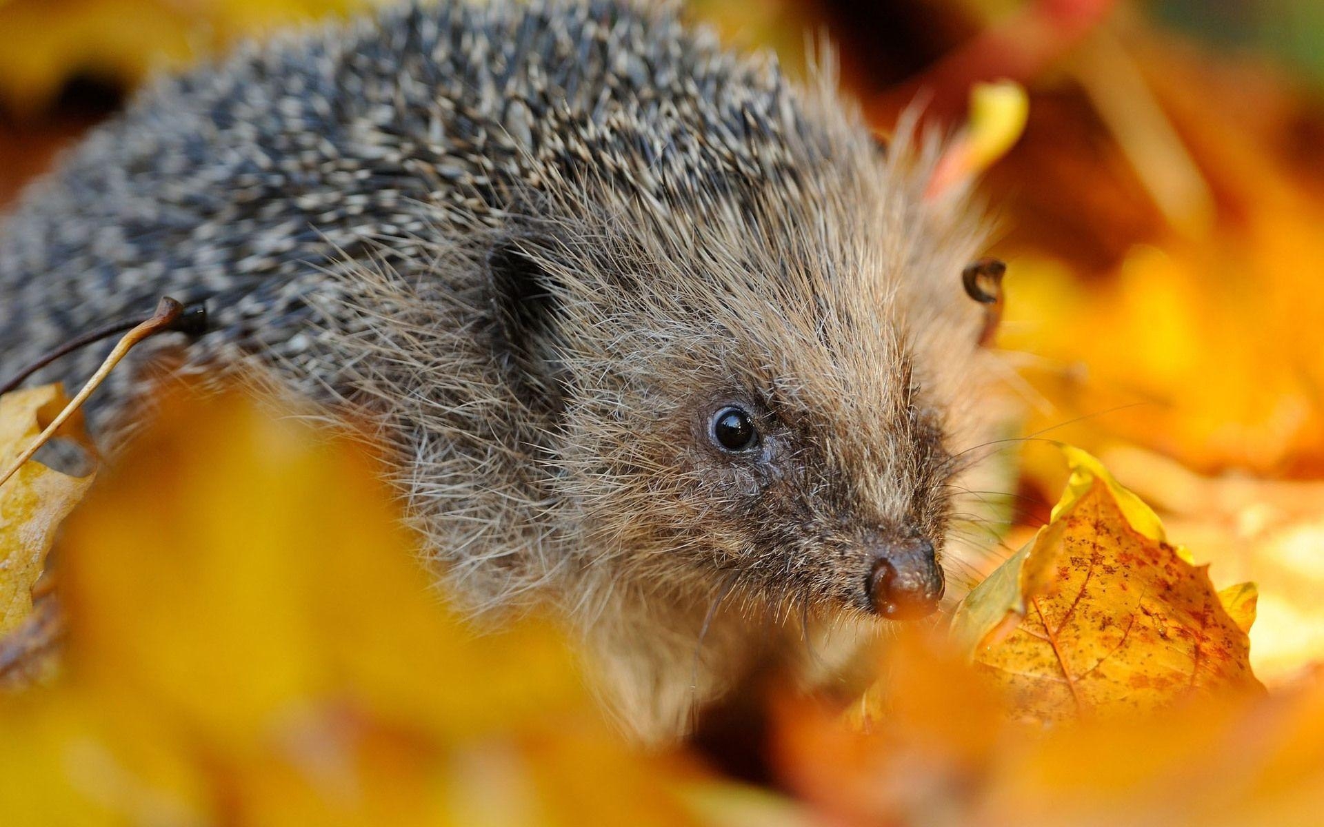 1920x1200 4K Hedgehogs Wallpaper High Quality, Desktop