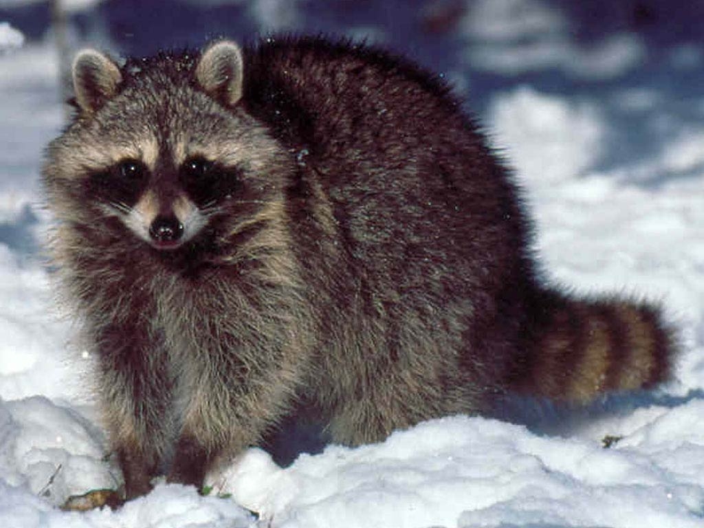 1030x770 Raccoon Wallpaper, Desktop