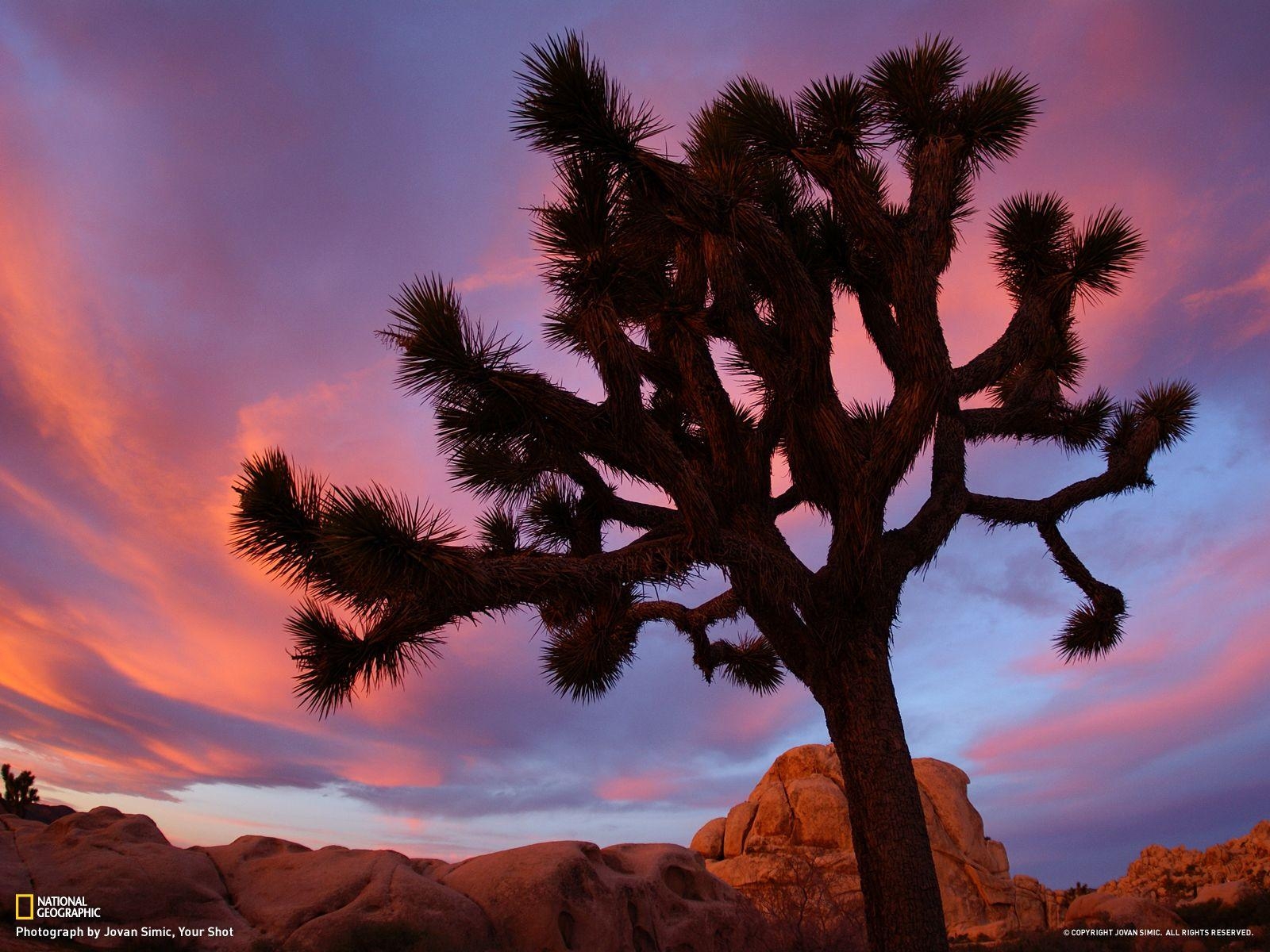 1600x1200 Joshua Tree National Park - Travel 365 - National Geographic, Desktop