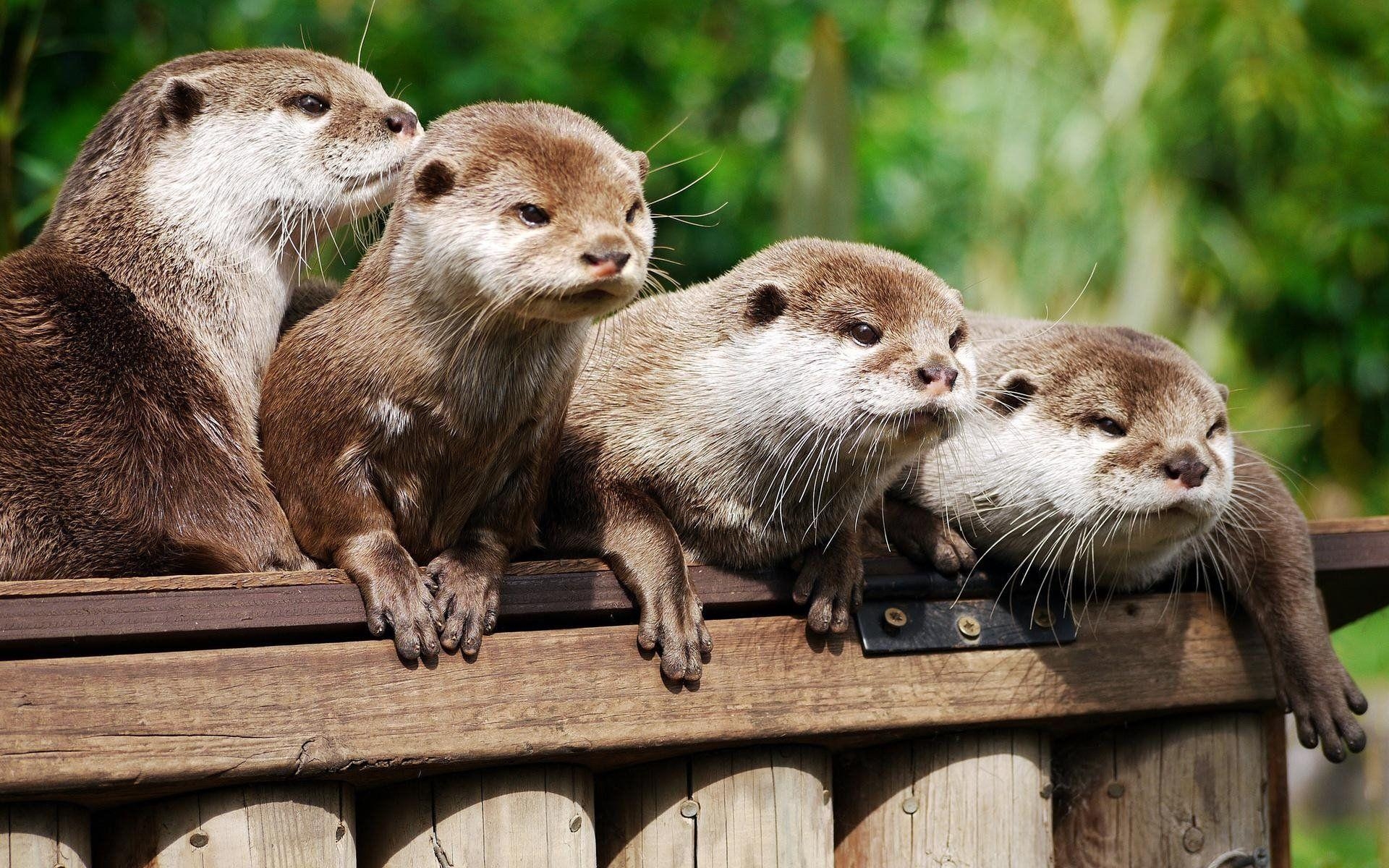 1920x1200 Otter HD Wallpaper, Desktop