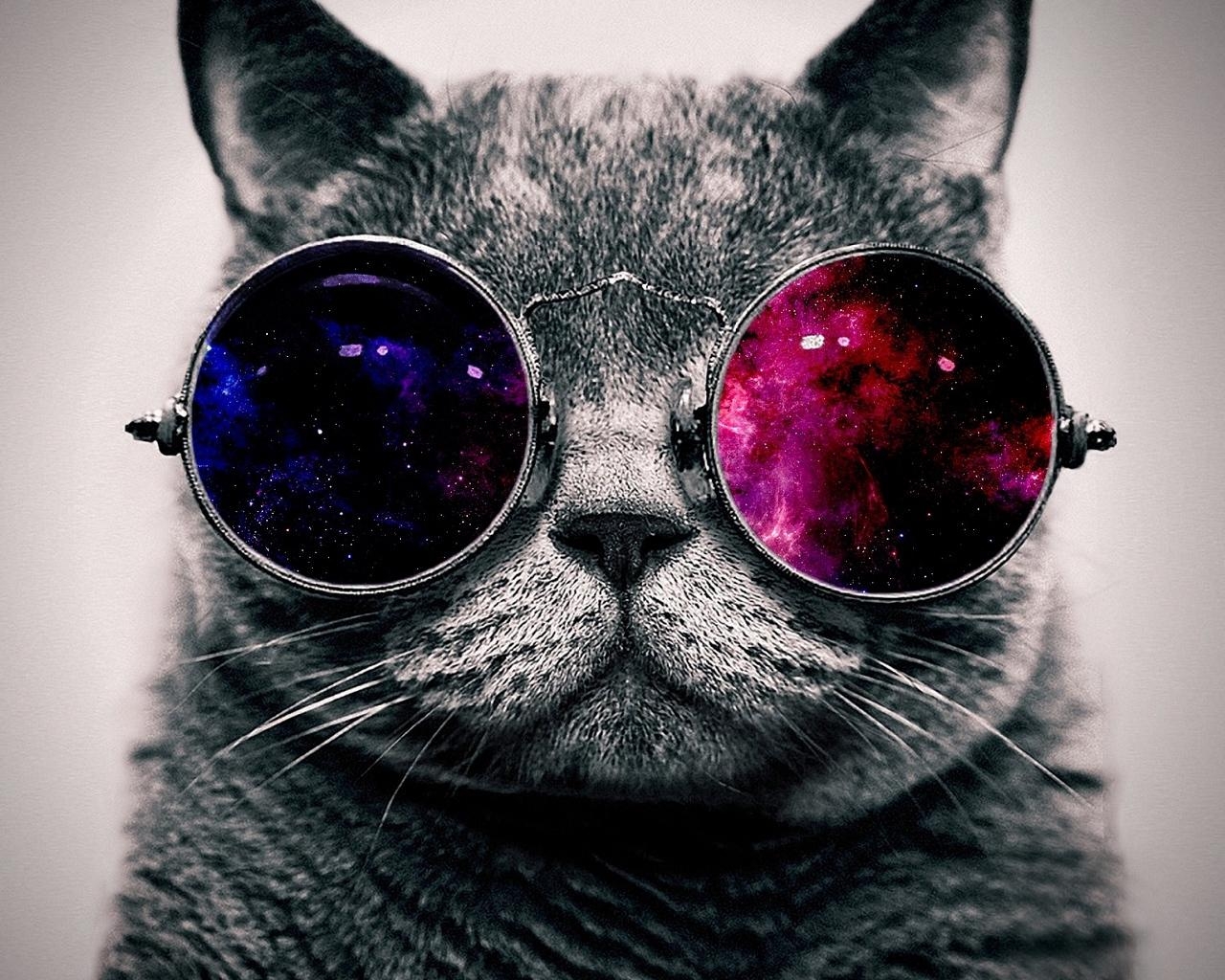 1280x1030 Download wallpaper  cat, face, glasses, thick standard 5:4, Desktop