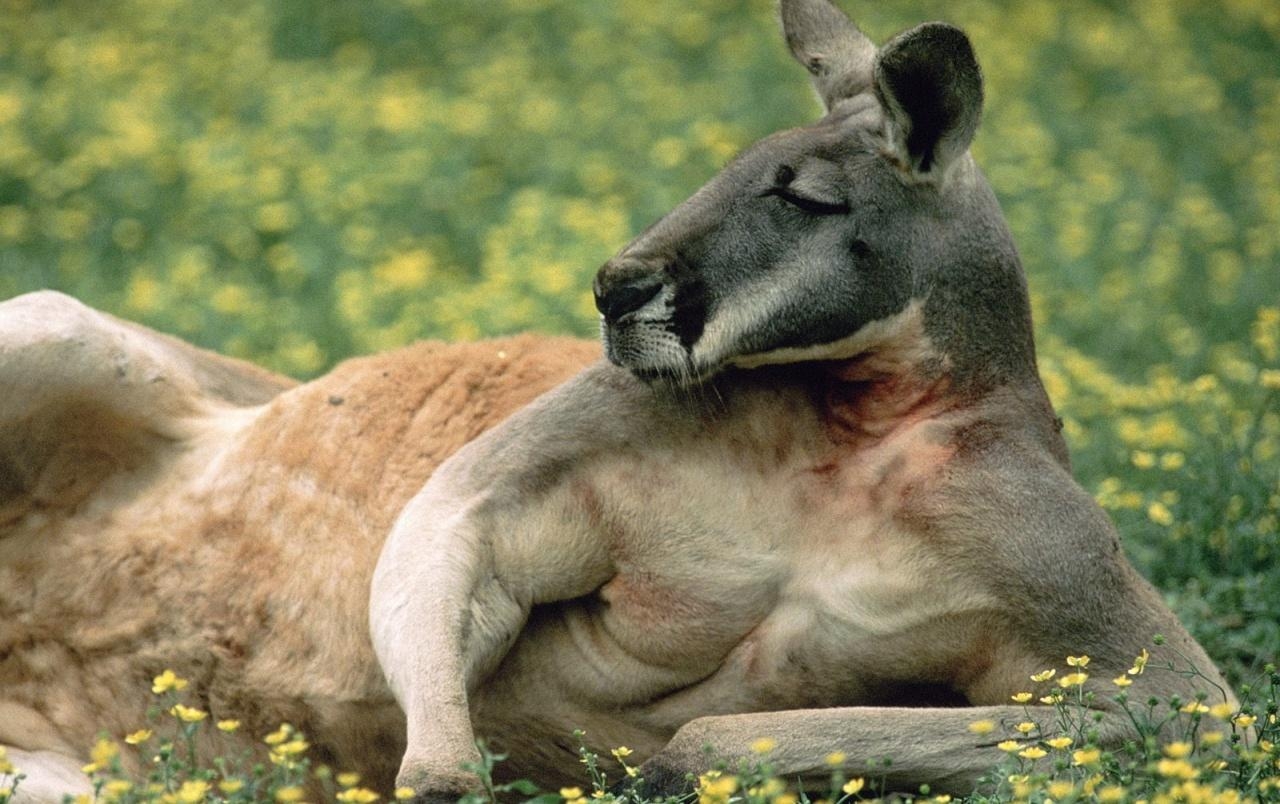 1280x810 red kangaroo wallpaper. red kangaroo, Desktop