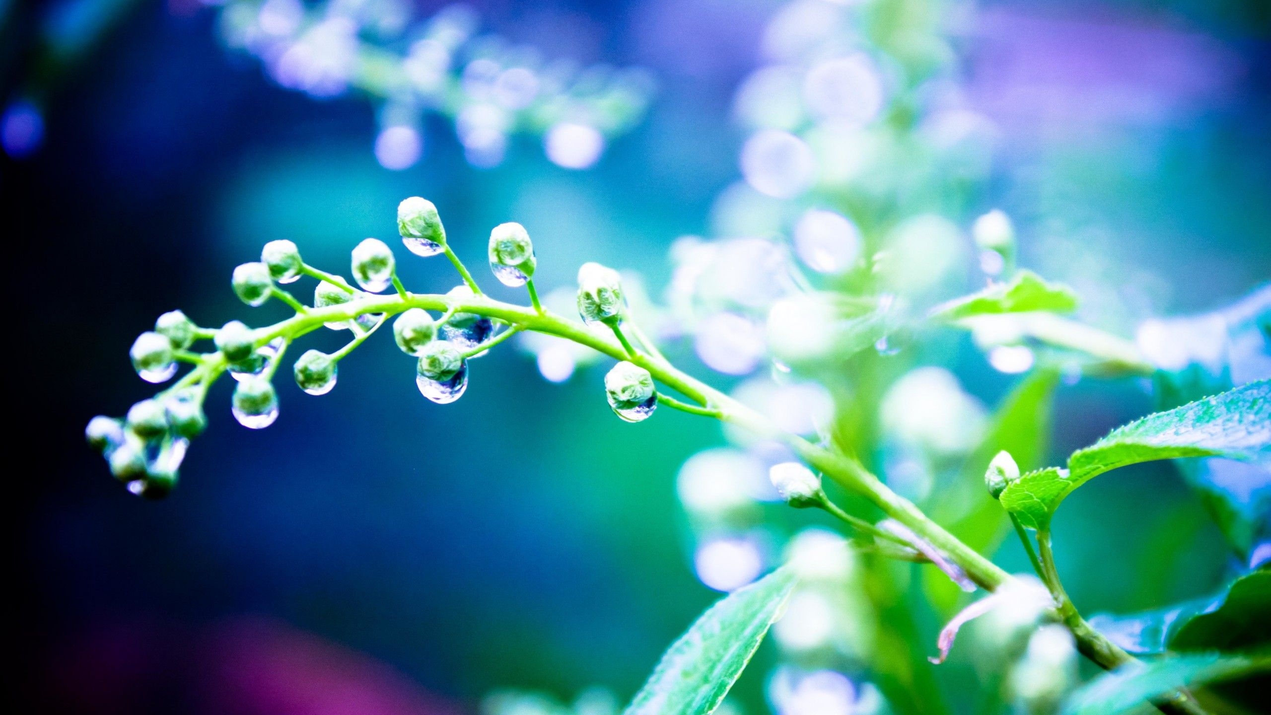 2560x1440 Wallpaper Rain, 4k, 5k wallpaper, 8k, plants, drops, water, light, Nature, Desktop