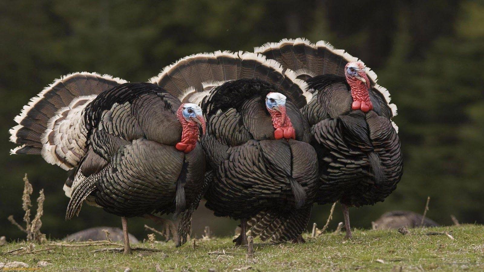 1600x900 Turkey Wallpaper Apps on Google Play, Desktop