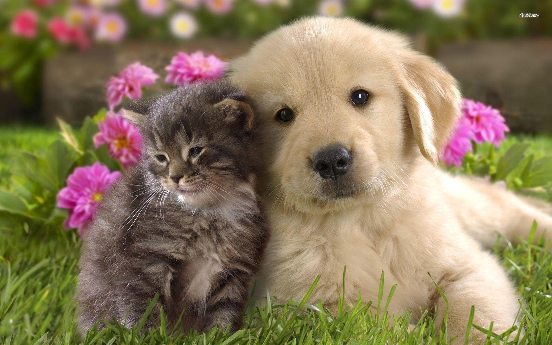 1920x1200 Best Puppies Wallpaper in High Quality, Puppies Background, Desktop