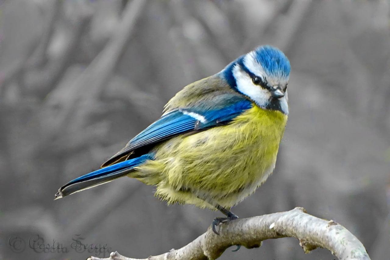 1280x860 Blue, white, and yellow Finch HD wallpaper, Desktop