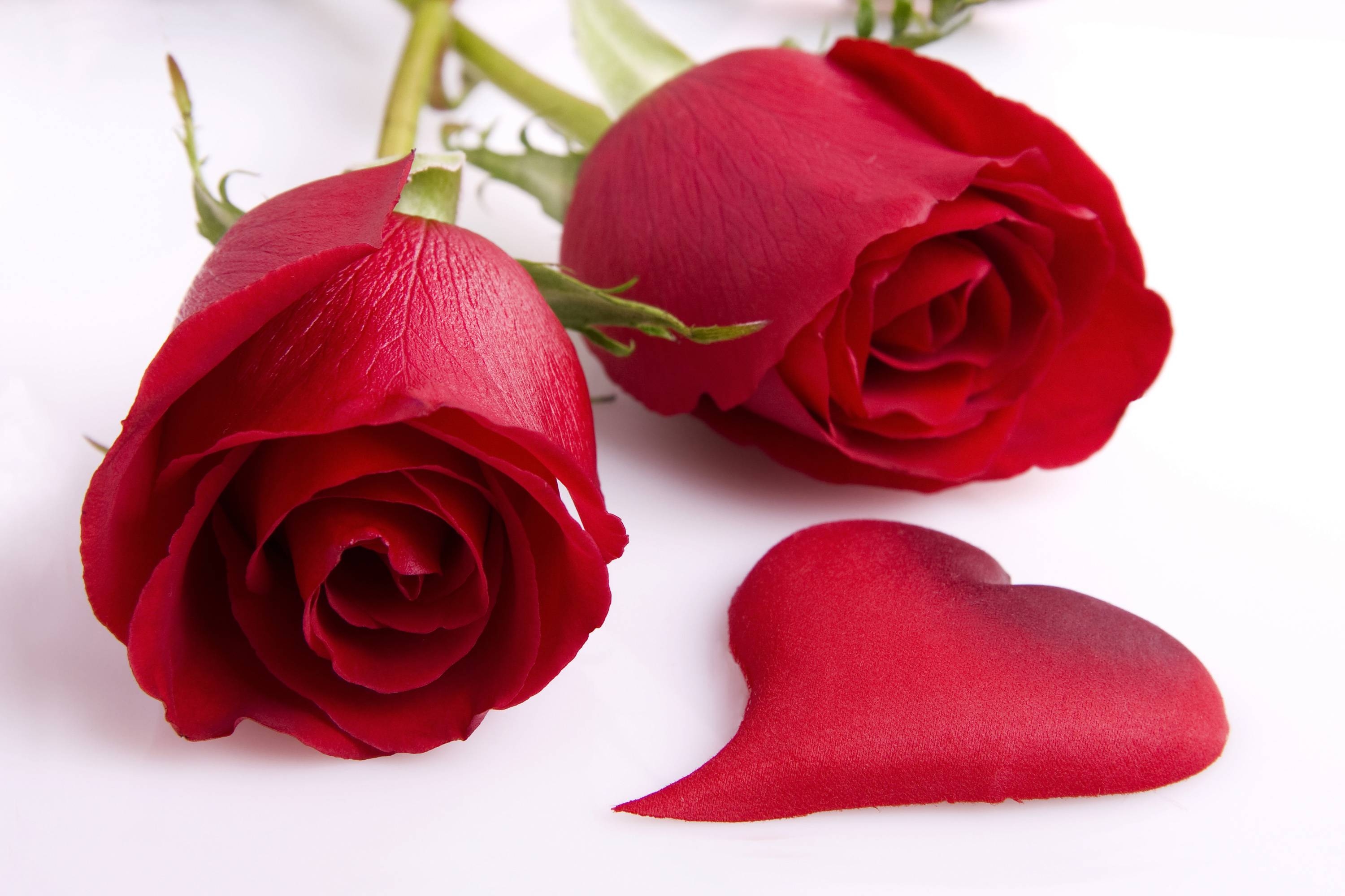 3000x2000 Red Rose Love Heart HD Wallpaper. TanukinoSippo, Desktop