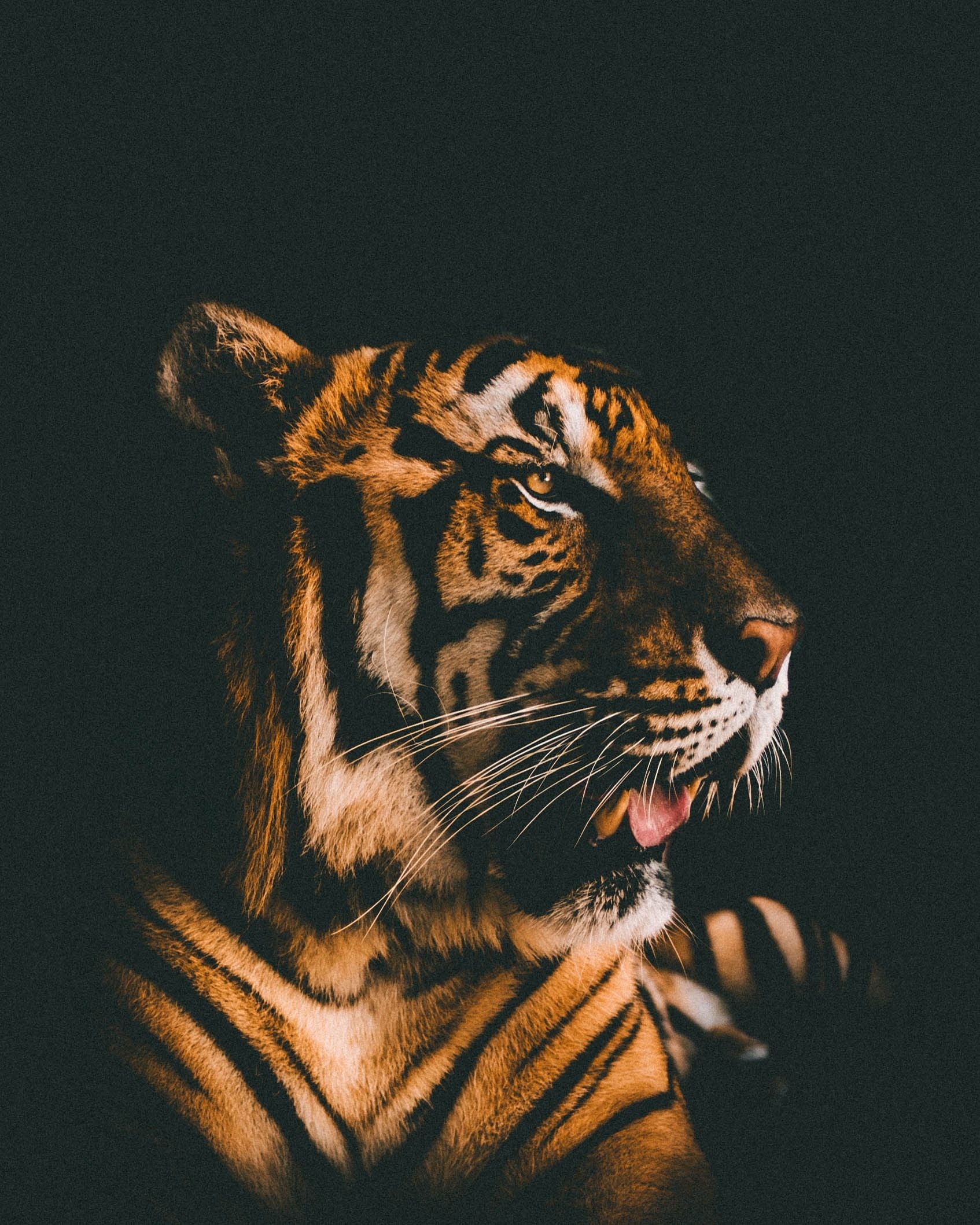 1700x2120 Tiger Wallpaper, HD Tiger Background on WallpaperBat, Phone