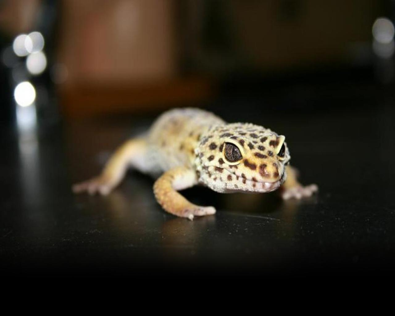 1280x1030 Leopard Gecko Wallpaper #Z5SLX Wallimpex.com, Desktop