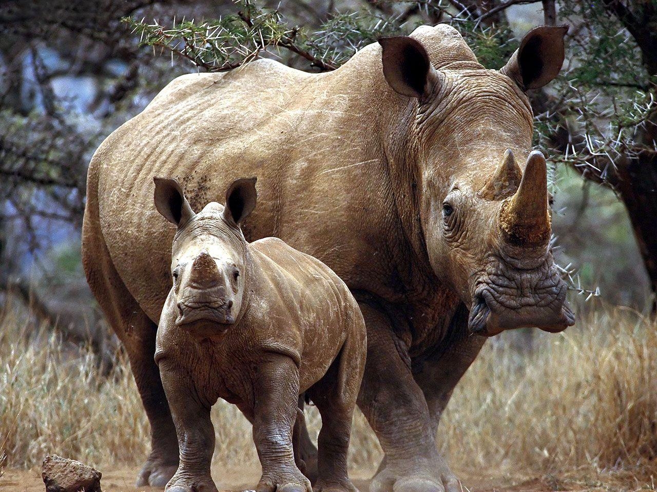 1280x960 Rhinoceros HD Desktop Wallpaperwallpaper.net, Desktop