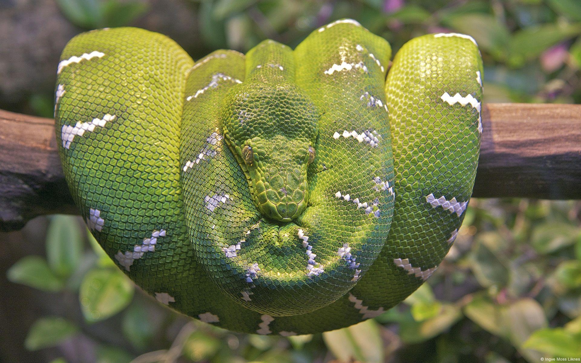 1920x1200 Emerald Tree Boa Snake Wallpaper, Desktop