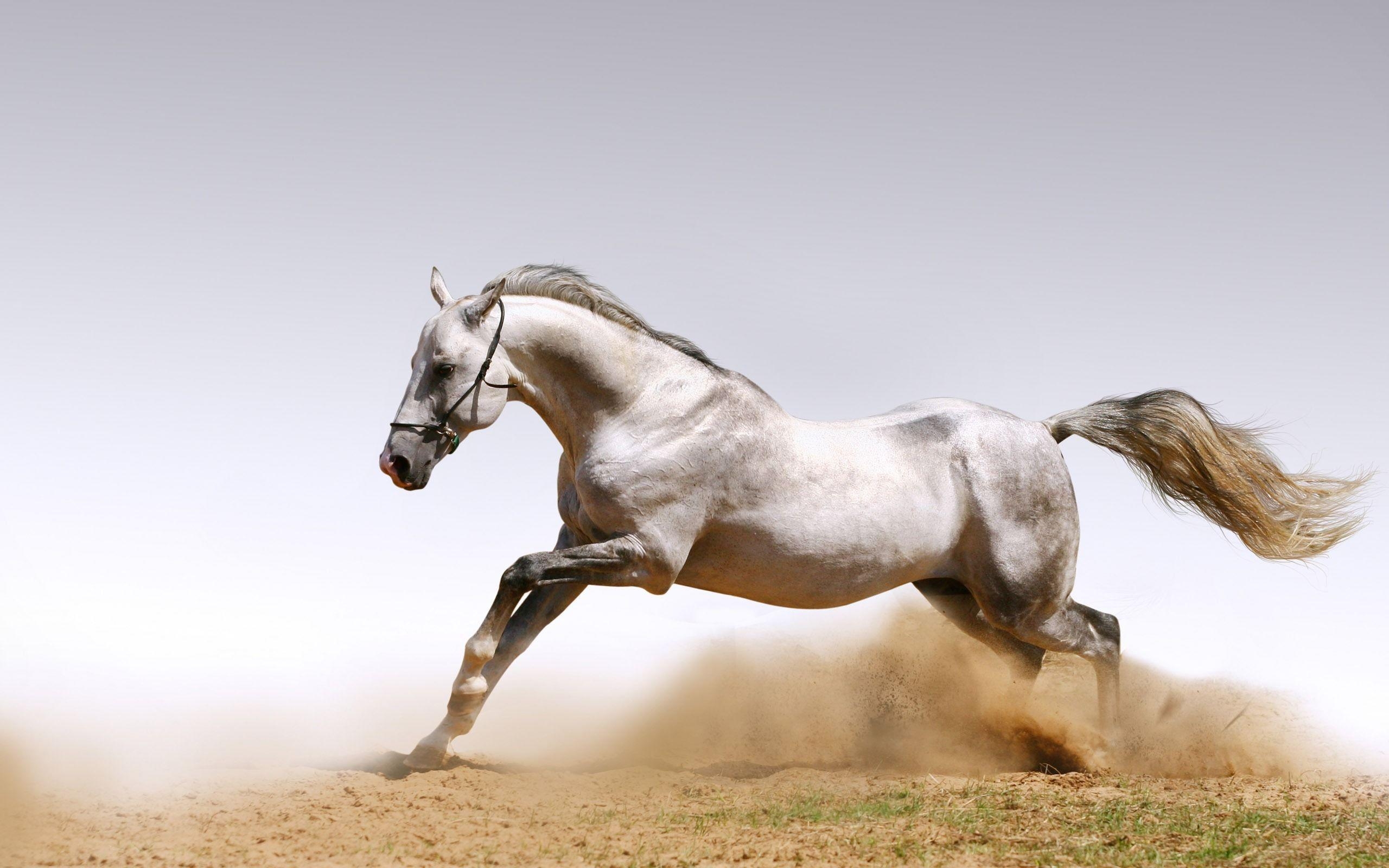 2560x1600 Animals For > White Horse Wallpaper Desktop, Desktop