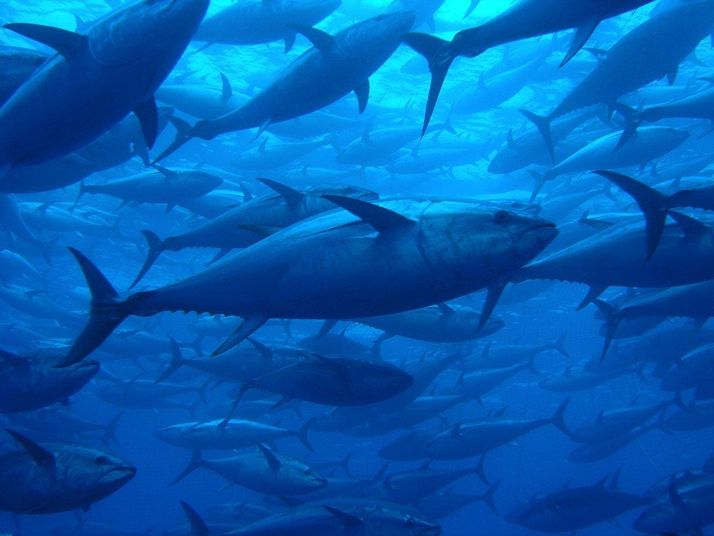 1400x1050 Tuna, High, Resolution, Wallpaper, Picture, Full, Free, Amazing, Desktop