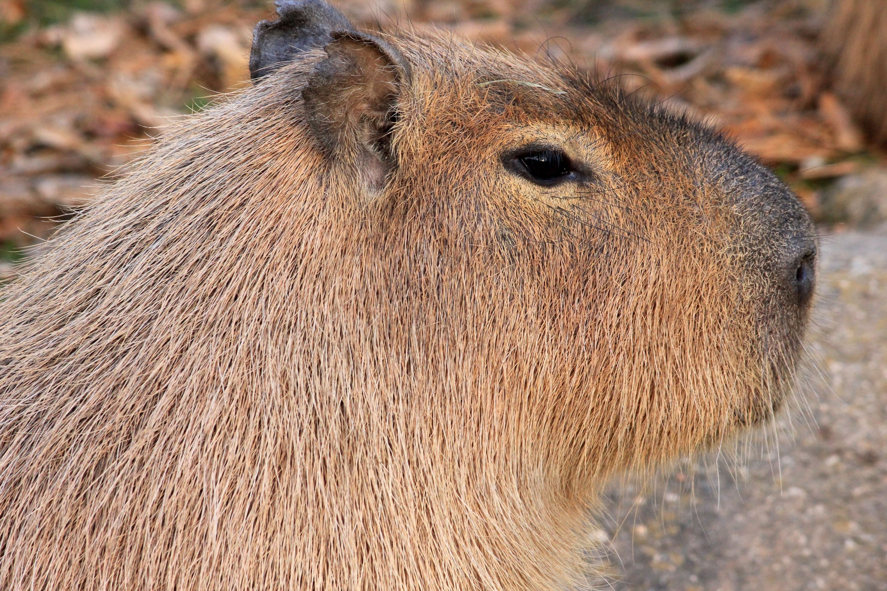 3460x2310 Capybara Wallpaper Background, Desktop