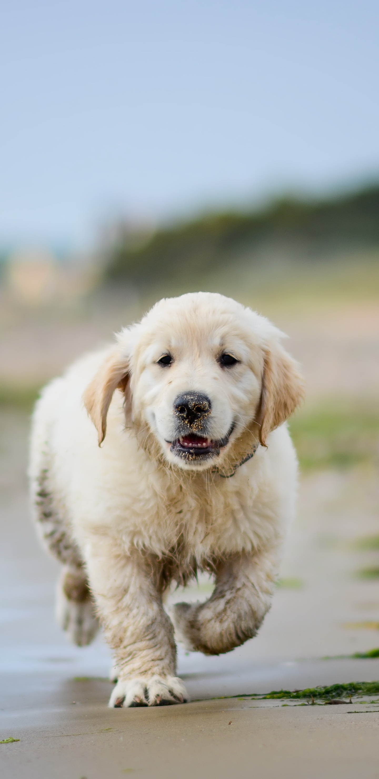 1440x2960 Animal Golden Retriever () Wallpaper, Phone