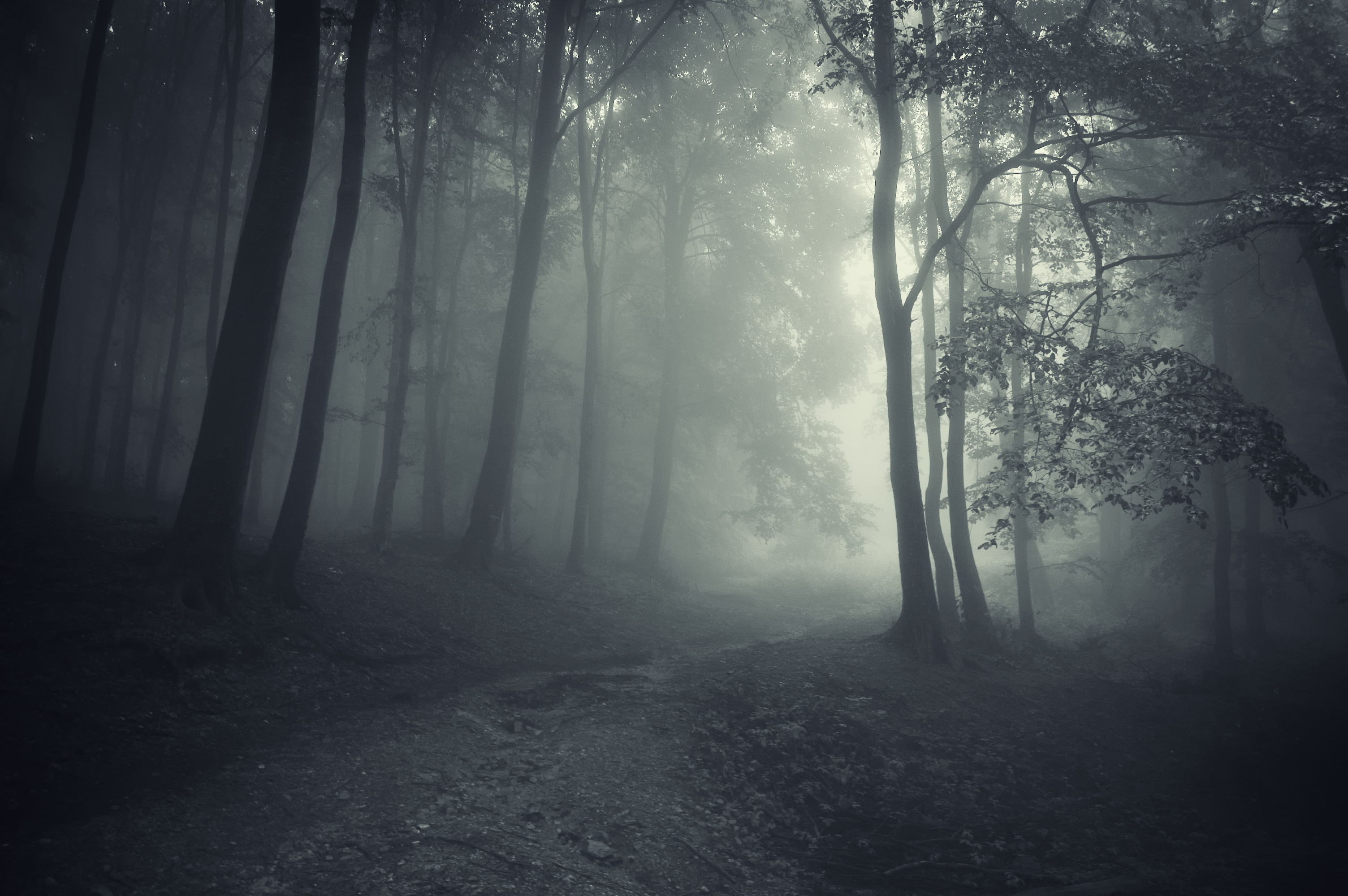 3010x2000 Creepy Facts About Japan's Notorious Haunted Forest, Desktop