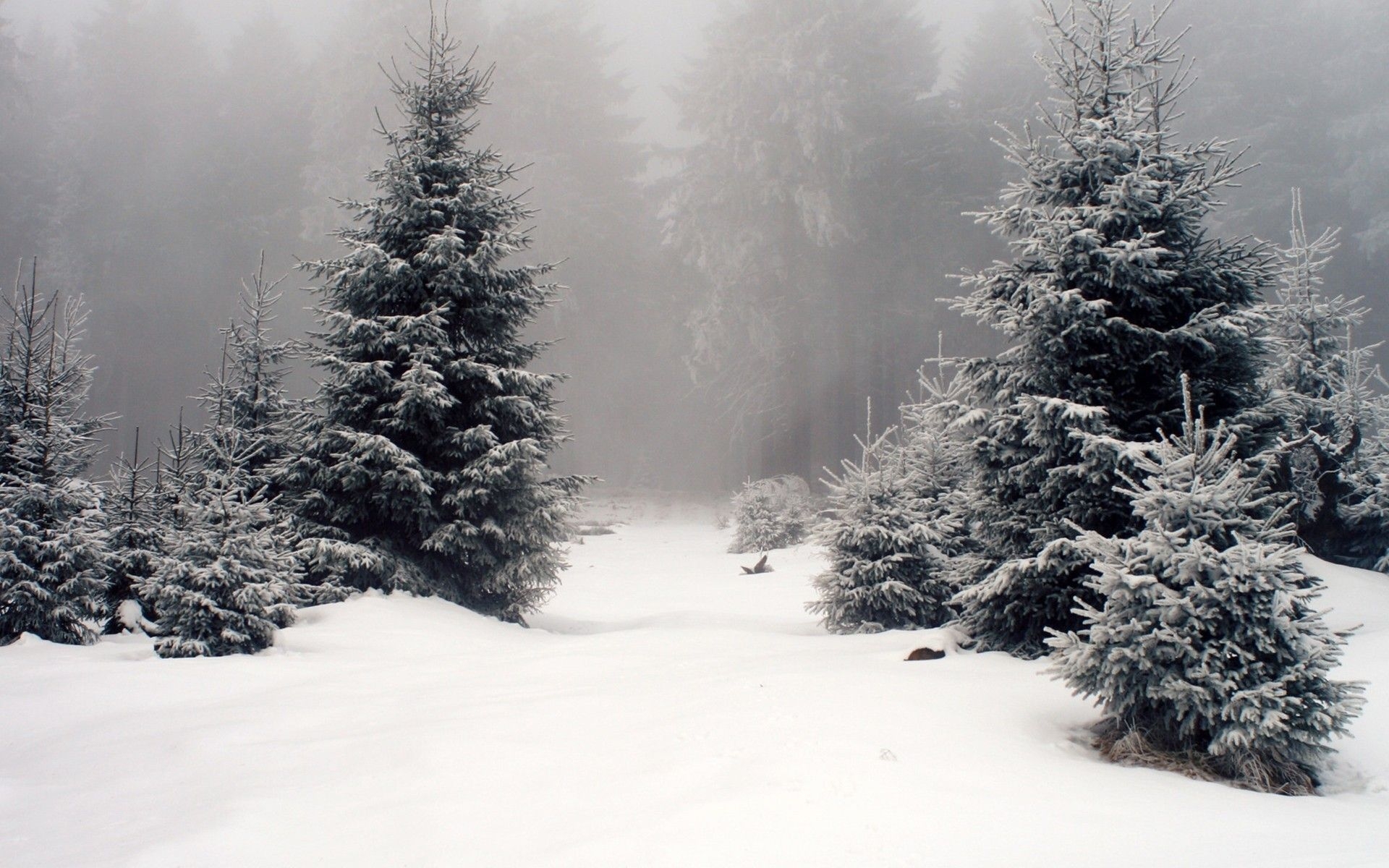 1920x1200 Super HD Wallpaper of Winter Season, Desktop