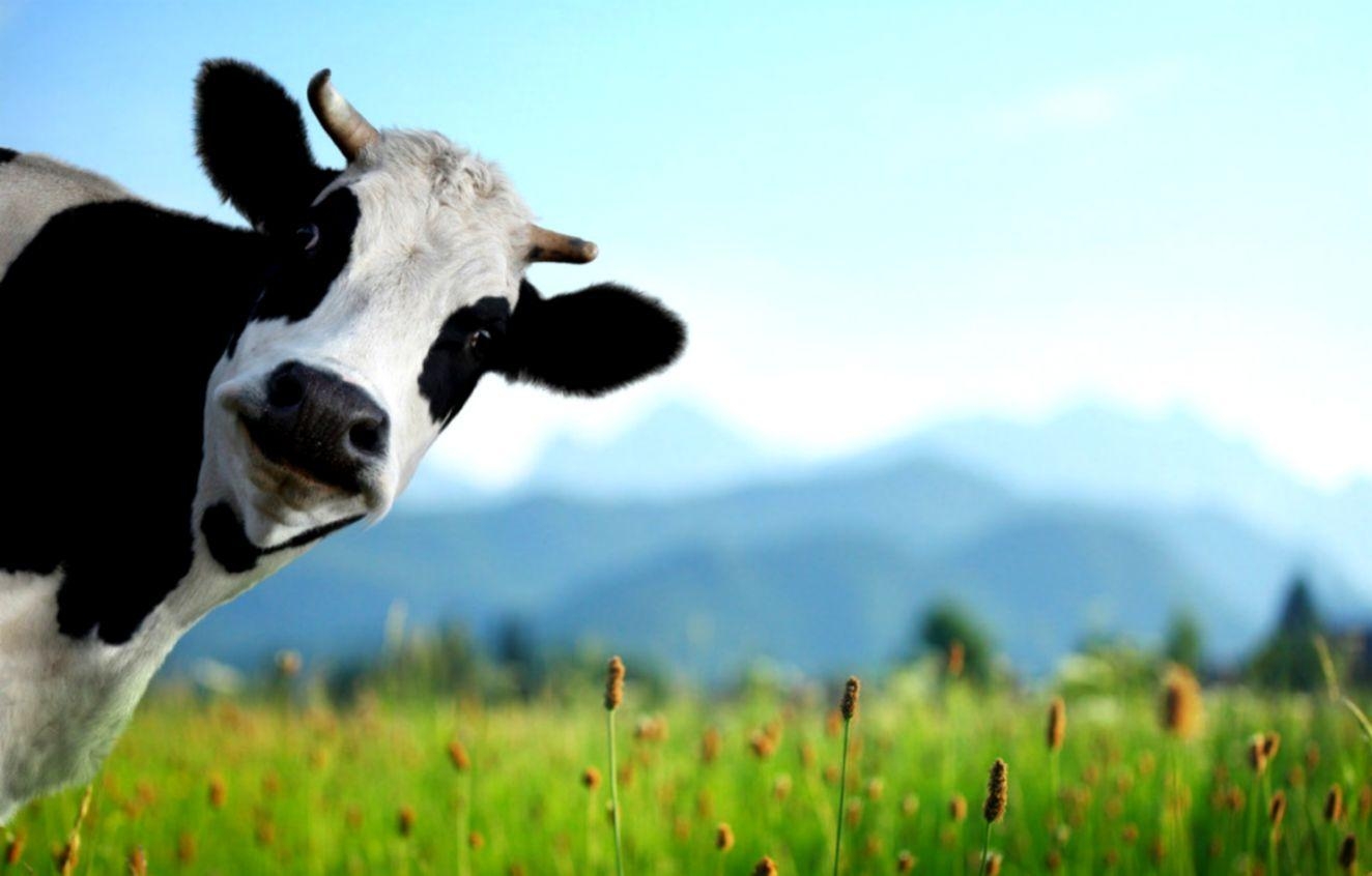 1330x850 Cow Wallpaper, Desktop