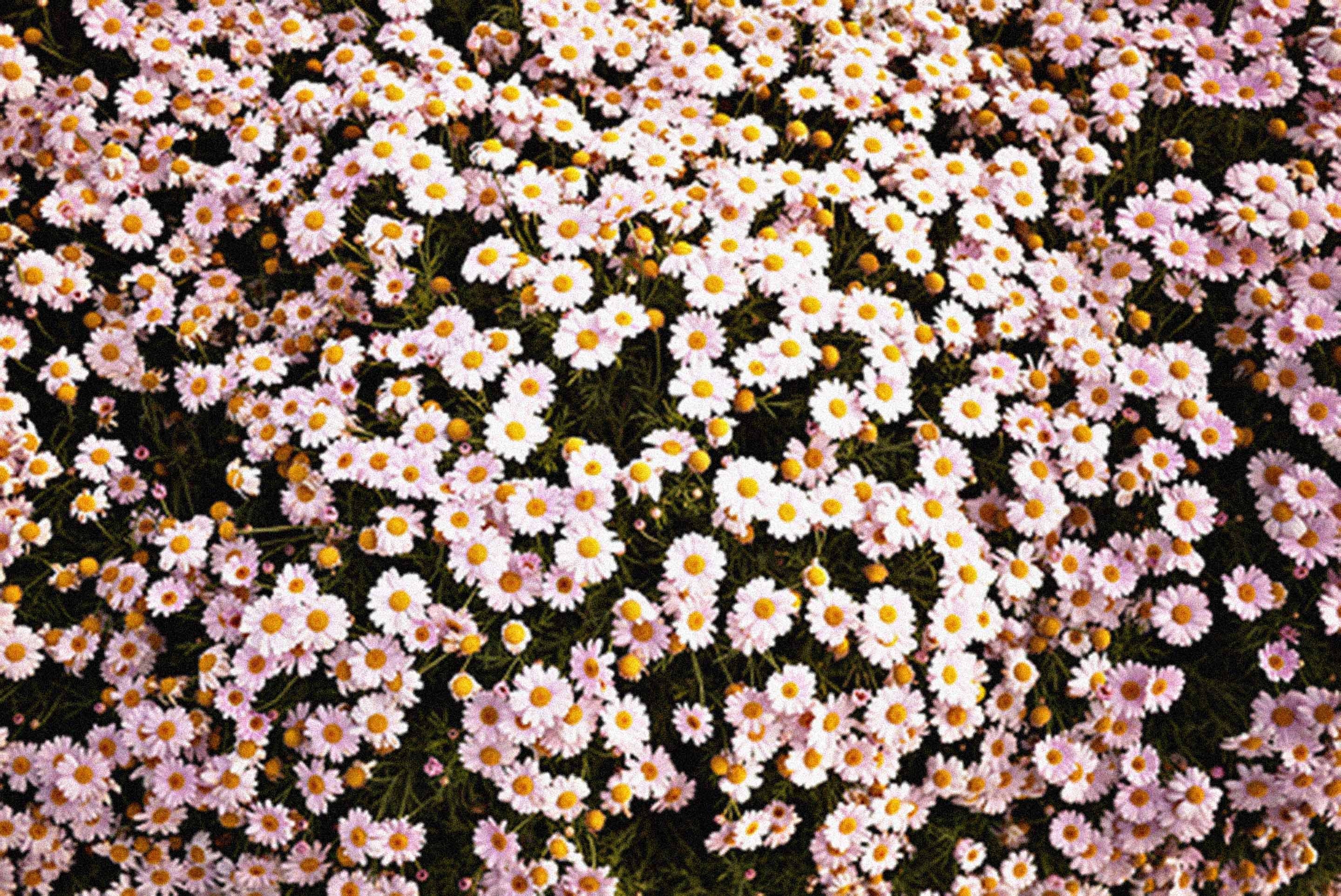 2880x1930 Cute Tumblr Wallpaper Daisy Flower HD, Desktop