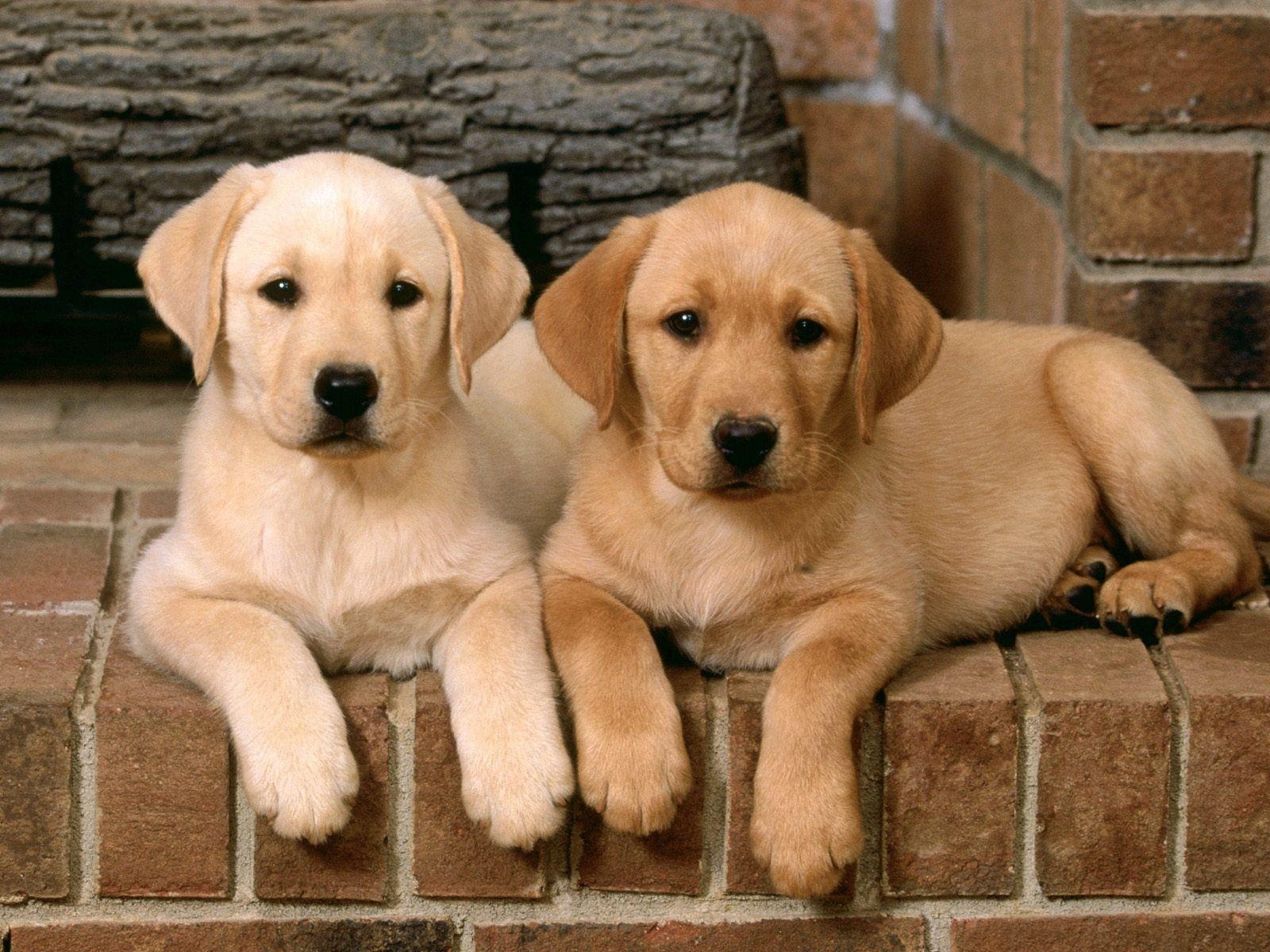 1600x1200 Labrador Retriever Wallpaper. Labrador Retriever Image. Cool, Desktop