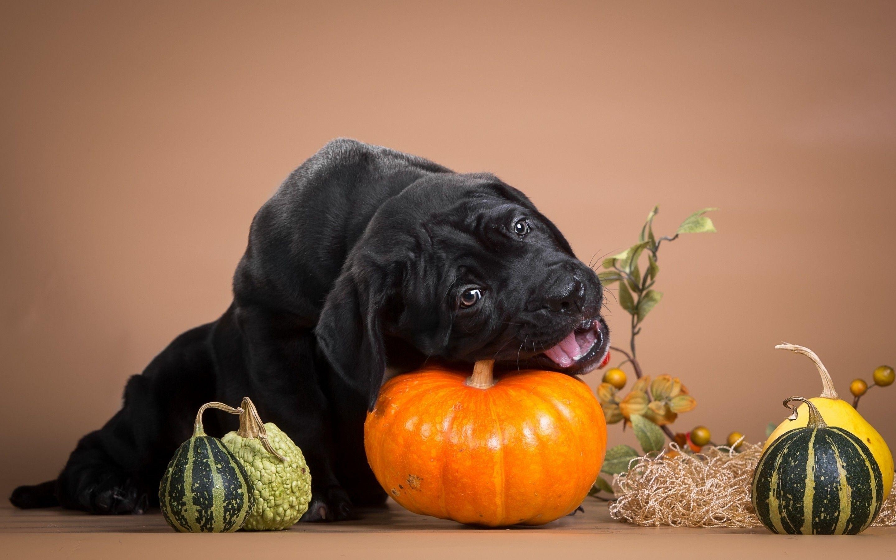 2880x1800 Dogs Green Animal Pumpkin Funny Corso Cane Pumpkins Dog Halloween, Desktop