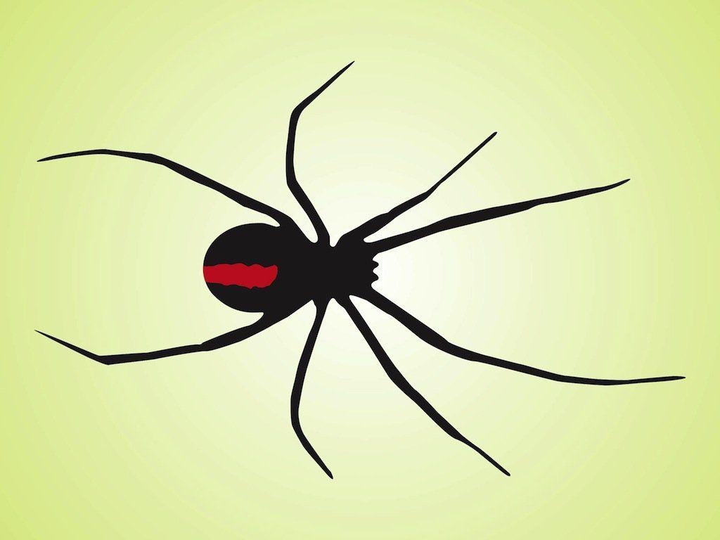 1030x770 Black Widow Spider Vector Art & Graphics, Desktop