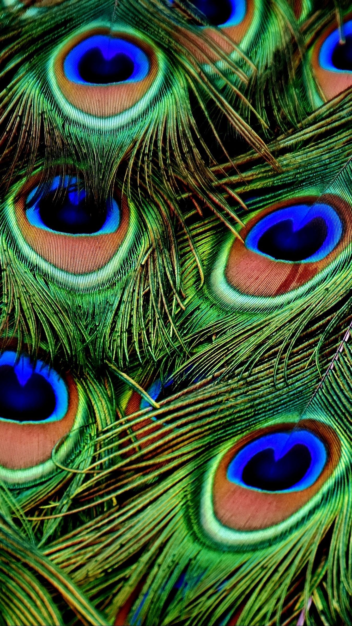 1350x2400 Download wallpaper  peacocks, feathers, patterns iphone 8+/7+/6s+/for parall. Colourful wallpaper iphone, Lord krishna HD wallpaper, Feather wallpaper, Phone