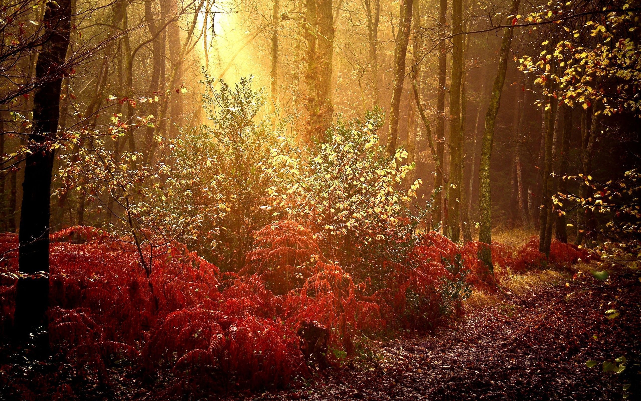 2560x1600 Autumn Forest Wallpaper for Desktop, Desktop