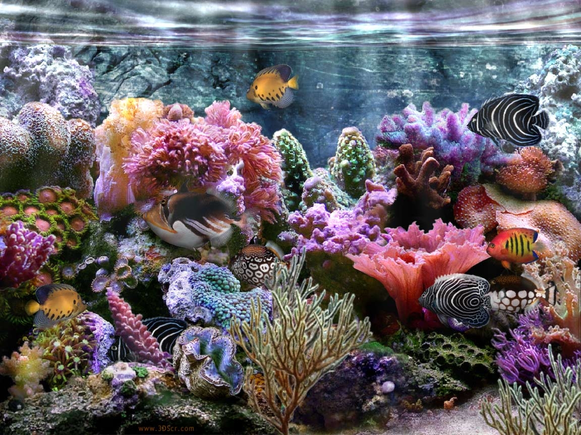 1160x870 Coral Reef Wallpaper, Desktop